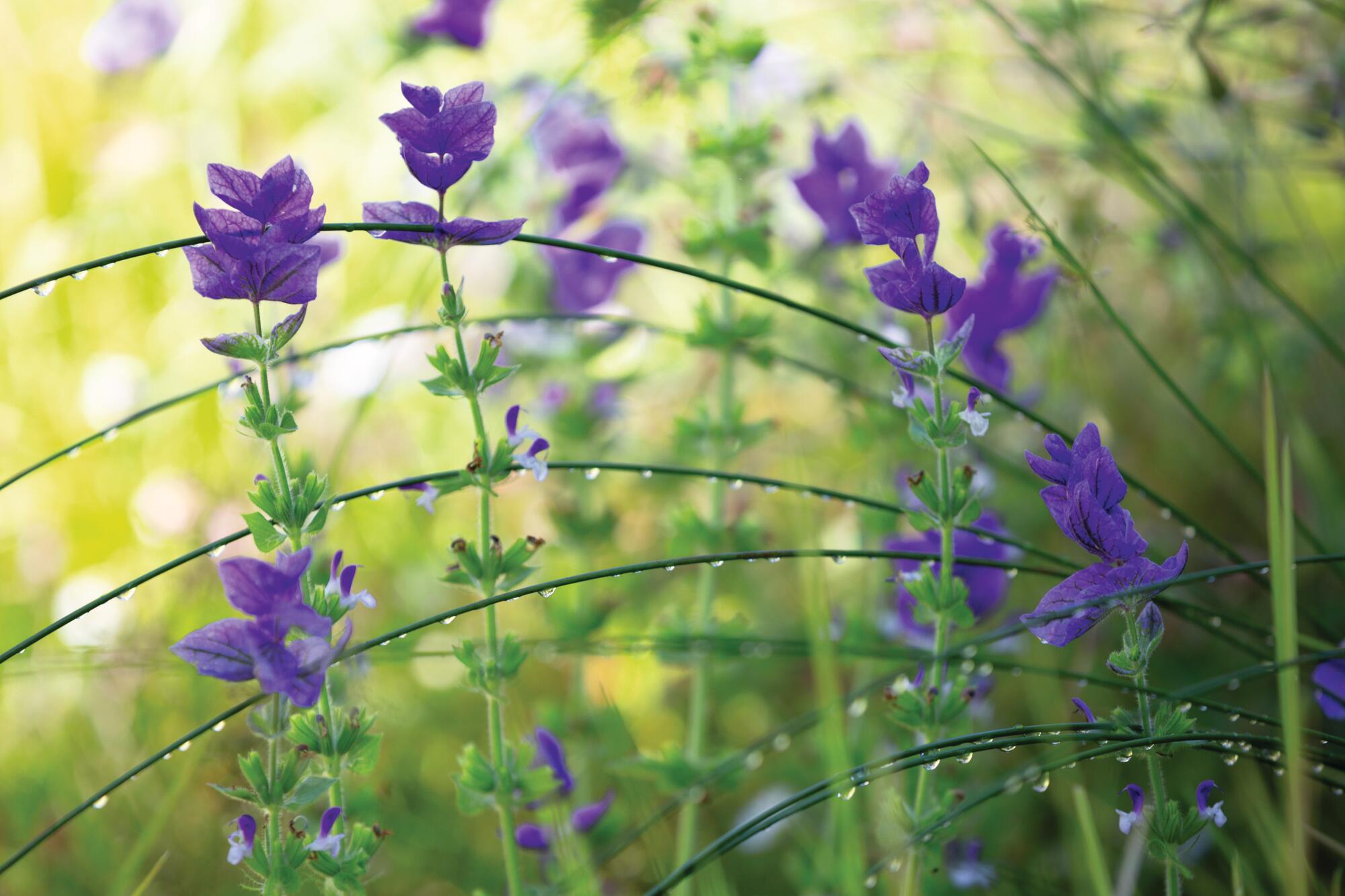 Californian garden