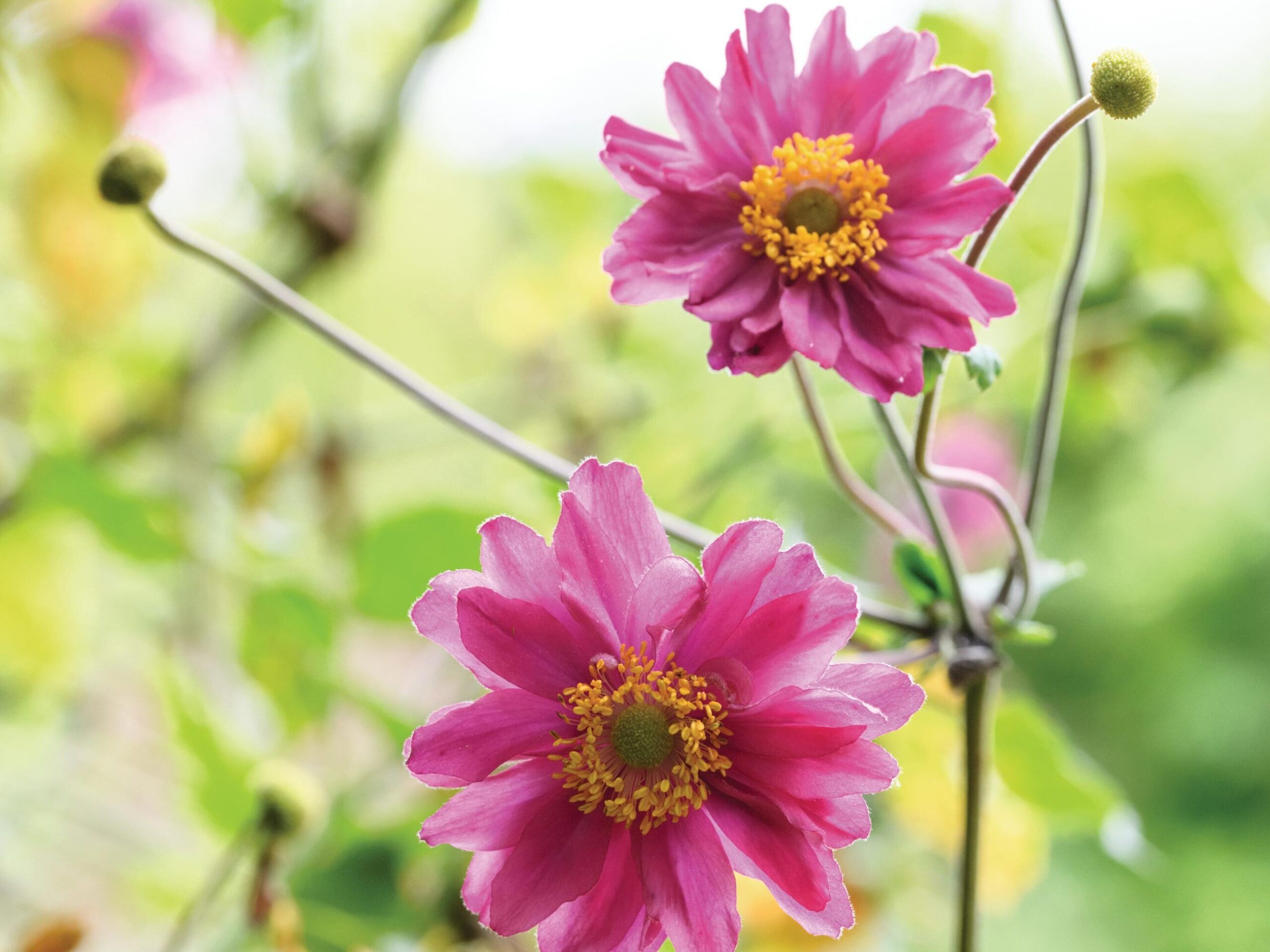 Anemone hupehensis var. japonica ‘Pamina’