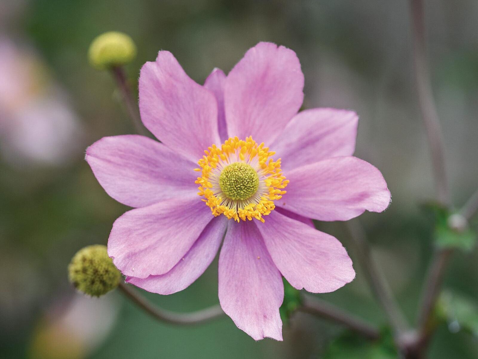 Anemone x hybrida ‘Loreley’