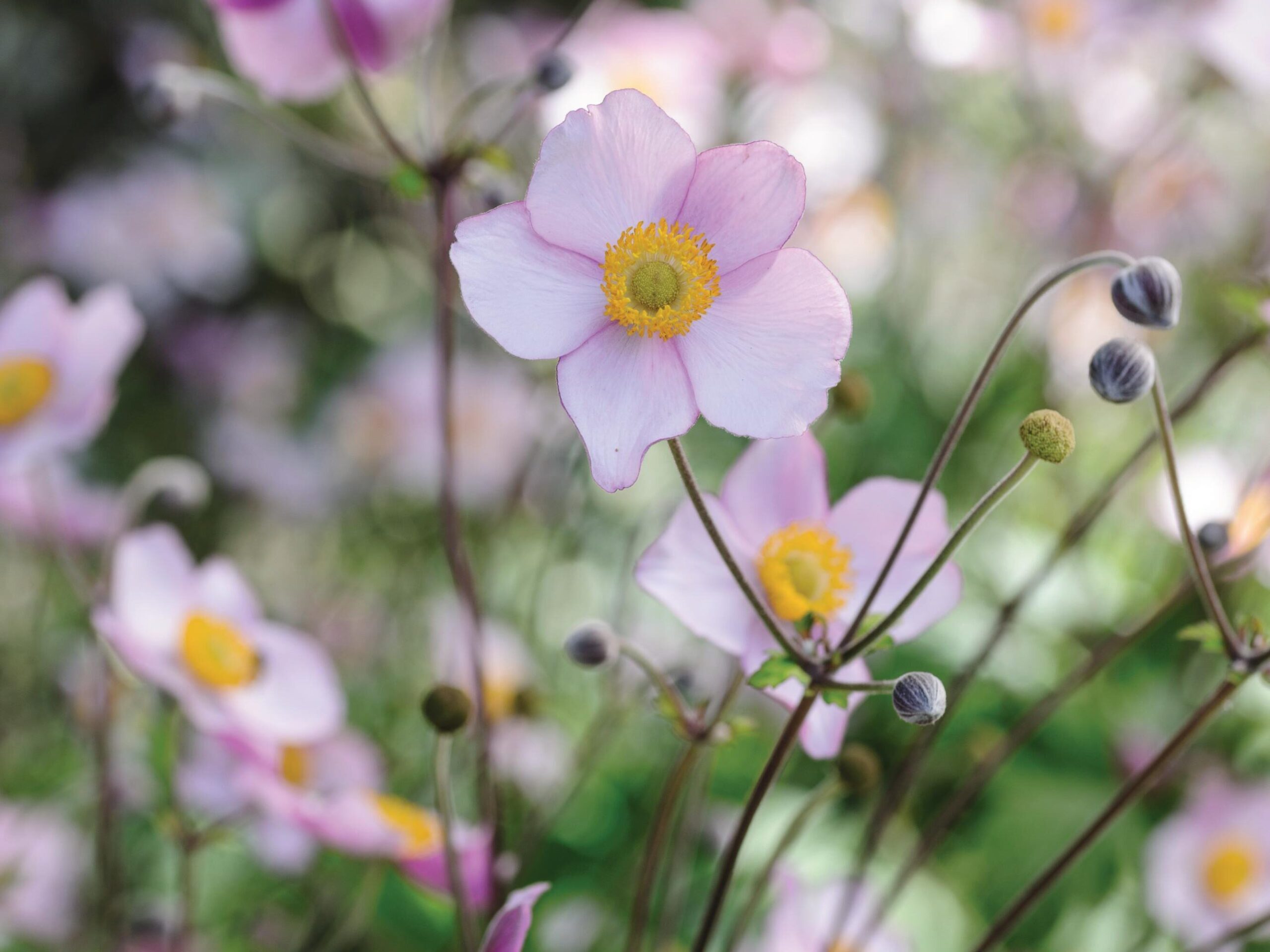 Anemone x hybrida ‘Robustissima’