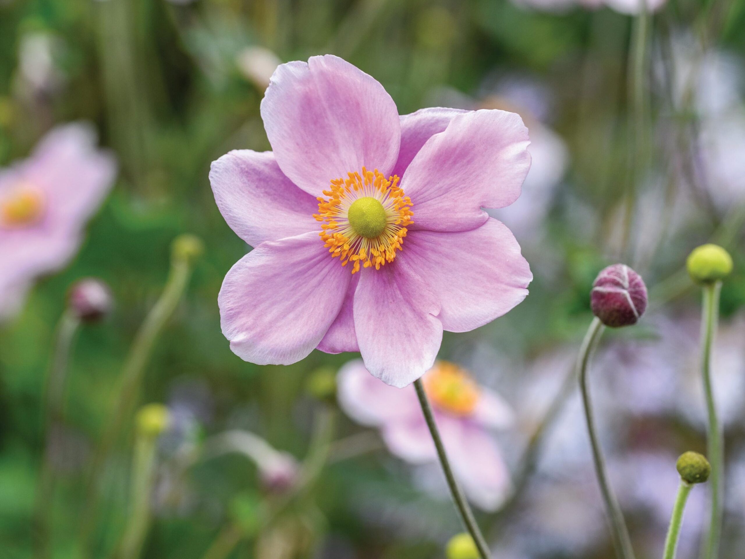 Anemone x hybrida ‘Serenade’