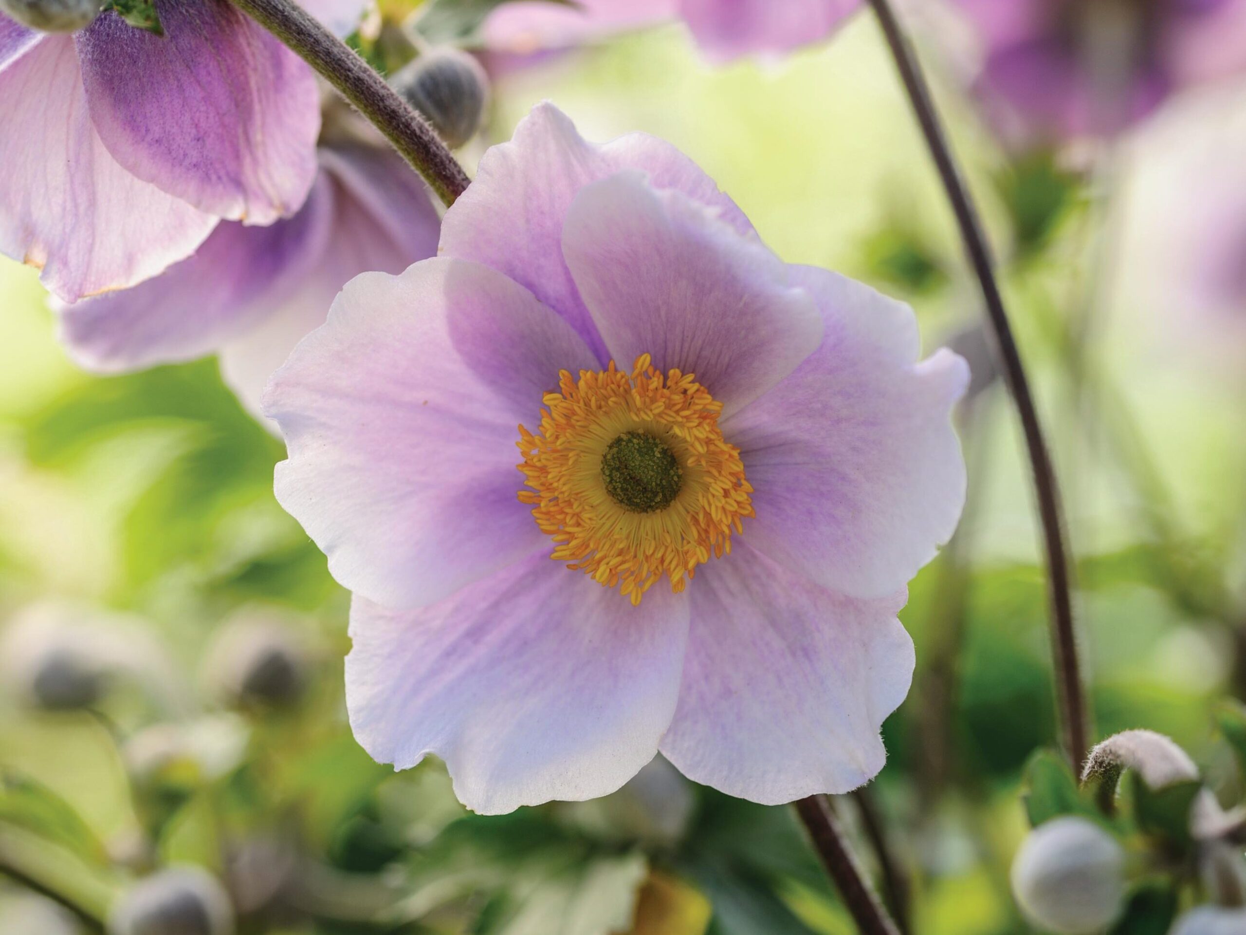 Anemone Blushing Swan (= ‘Macane002’)