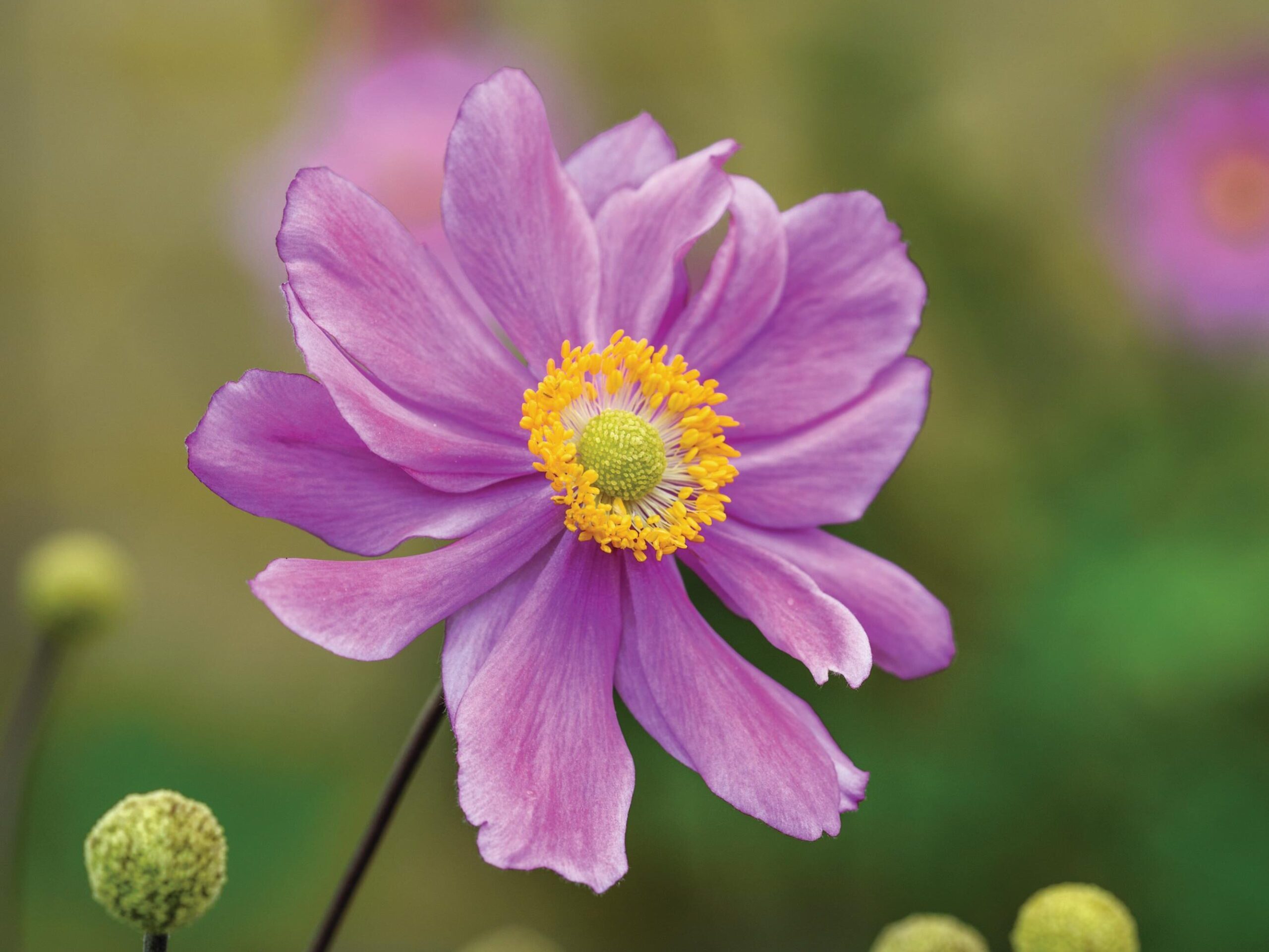 Anemone hupehensis var. japonica ‘Prinz Heinrich’