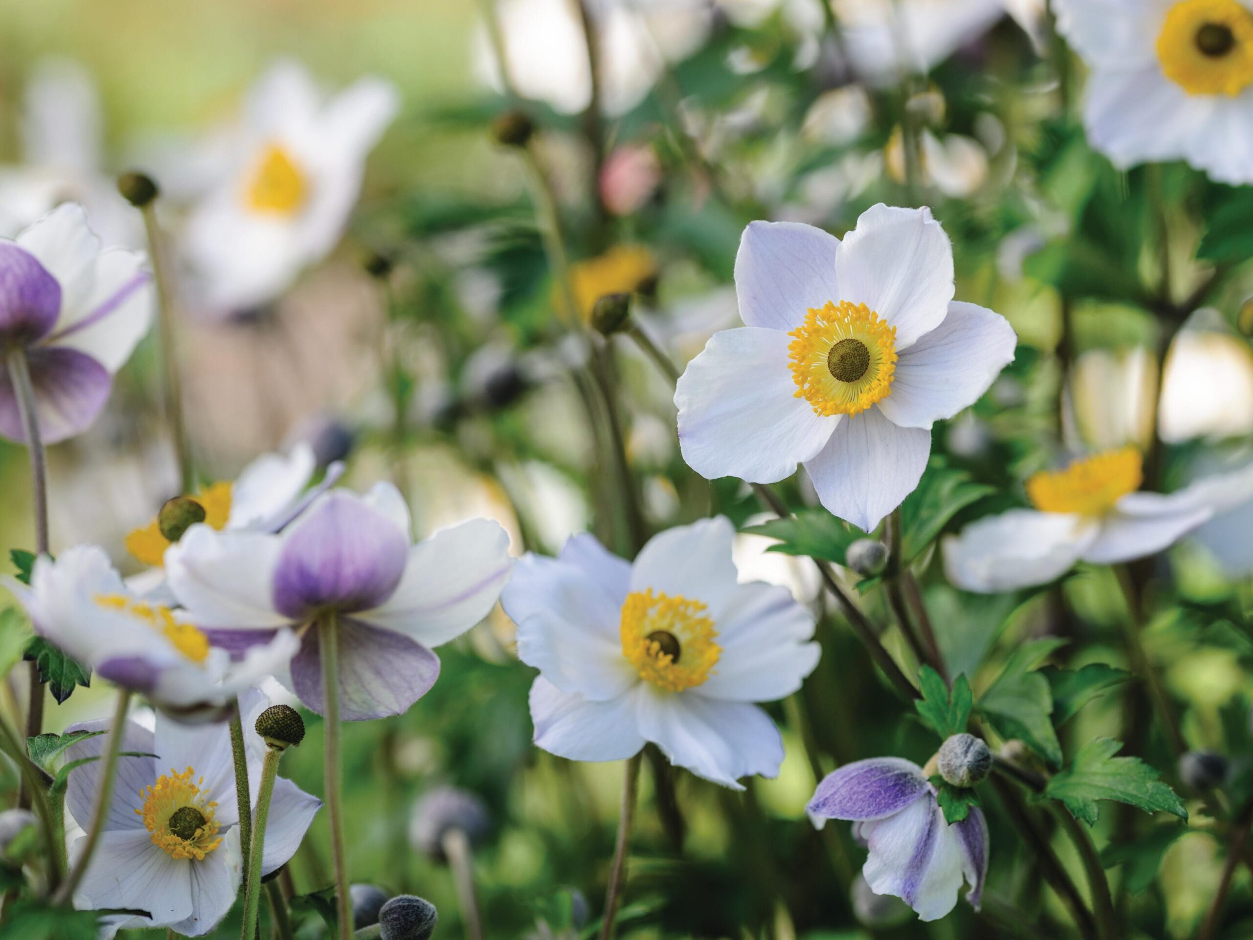 Anemone Elfin Swan flower