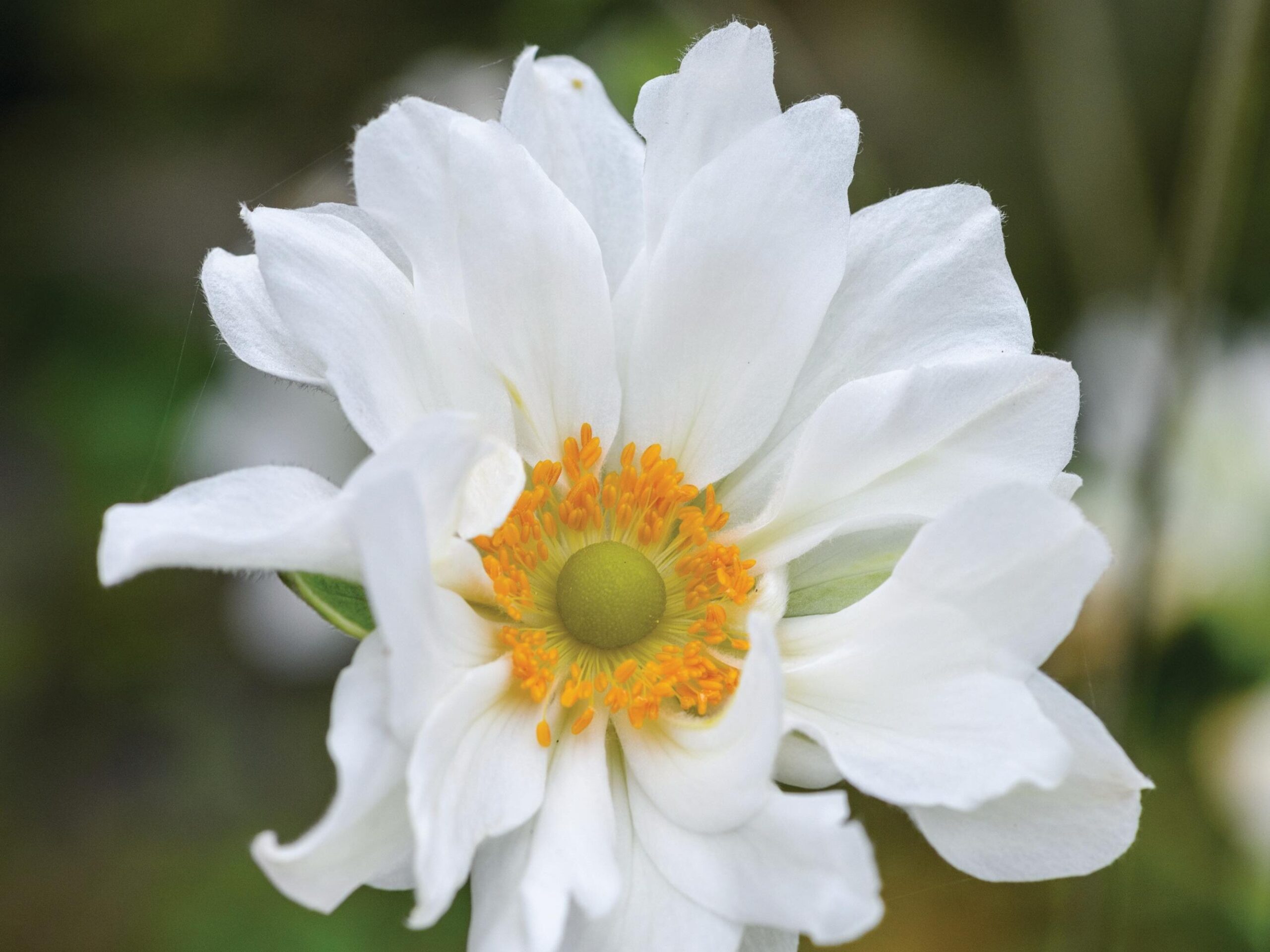 Anemone x hybrida ‘Whirlwind’