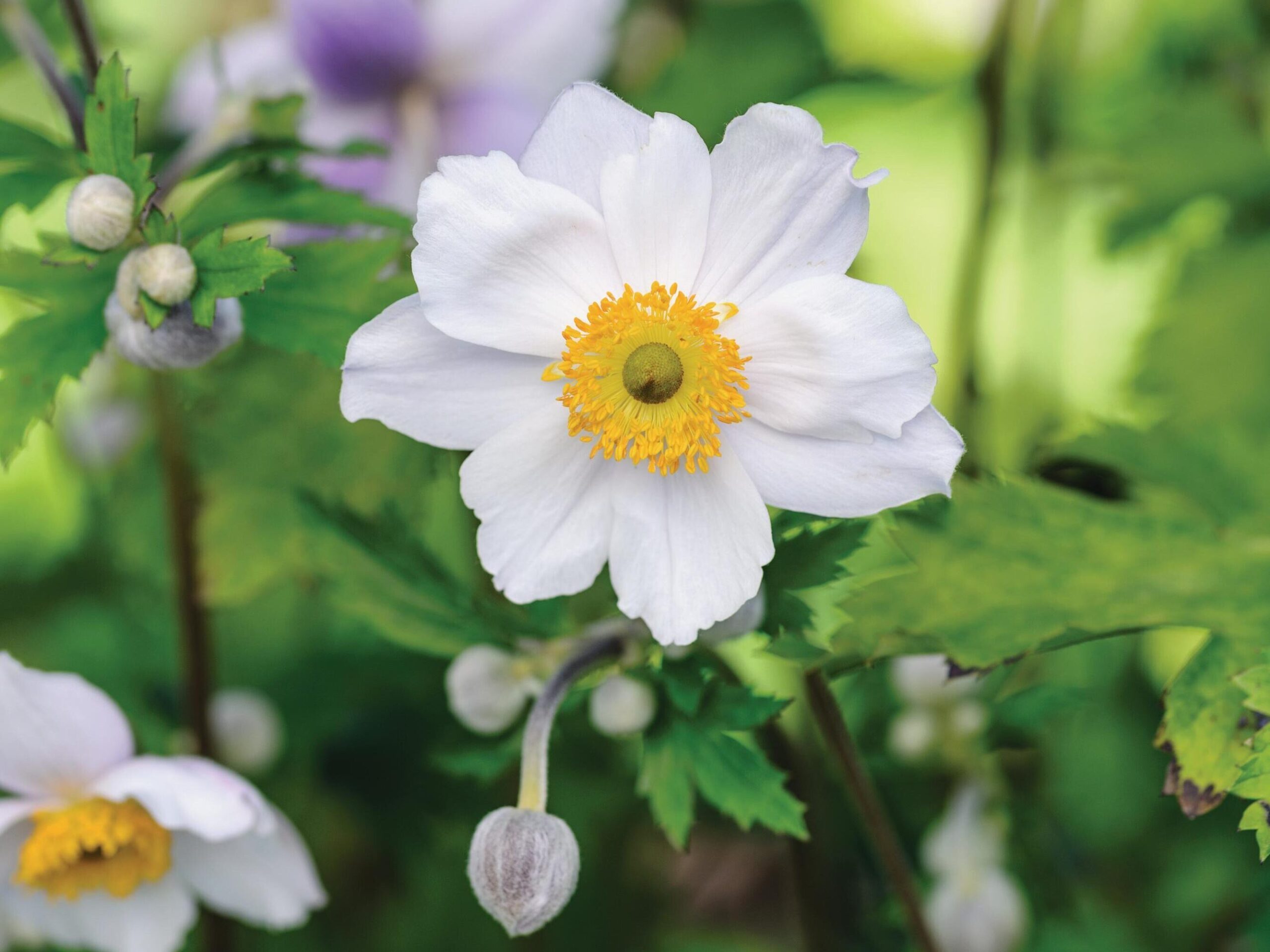 Anemone Ruffled Swan (= ‘Macane007’)