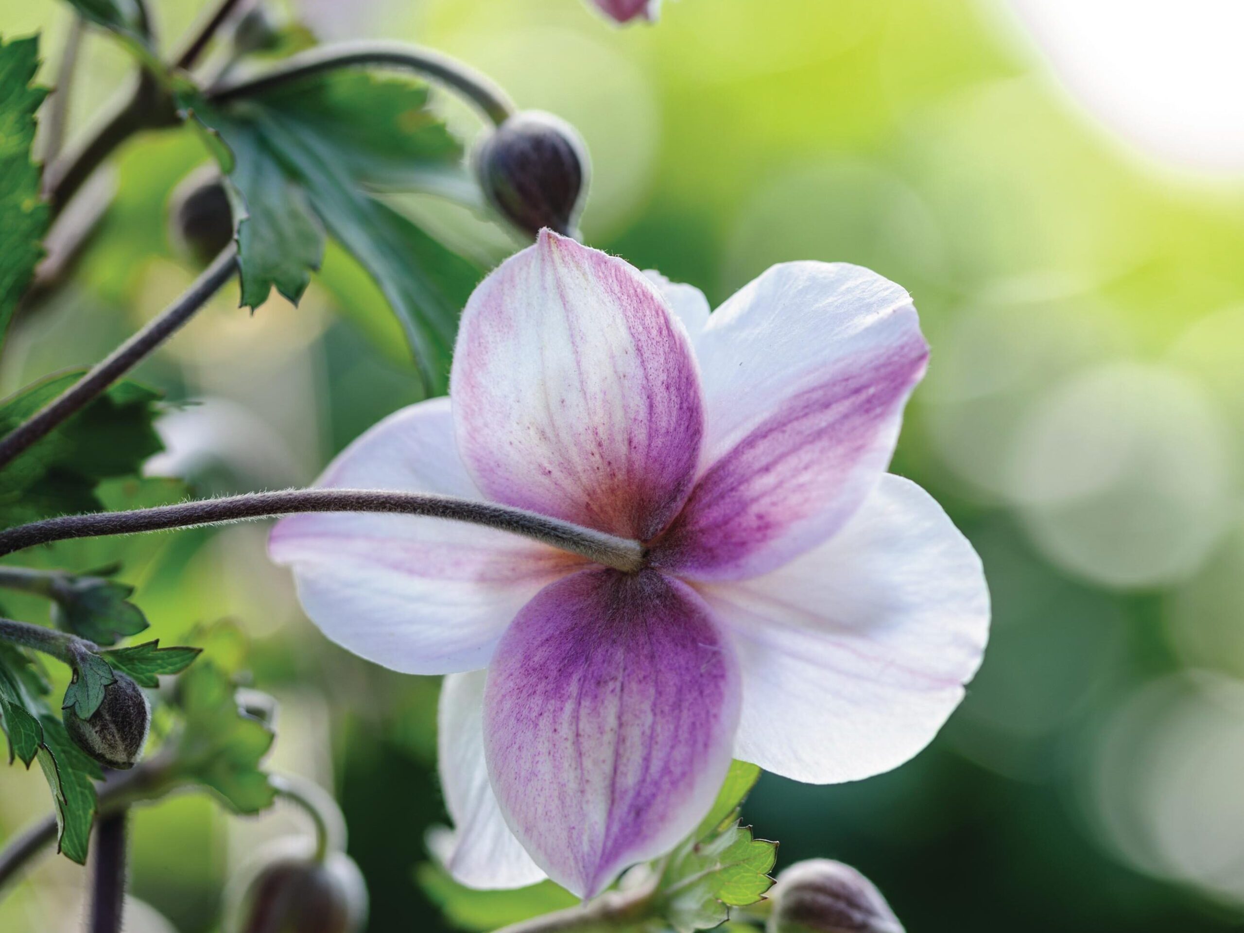 Anemone Dainty Swan (= ‘Macane005’)