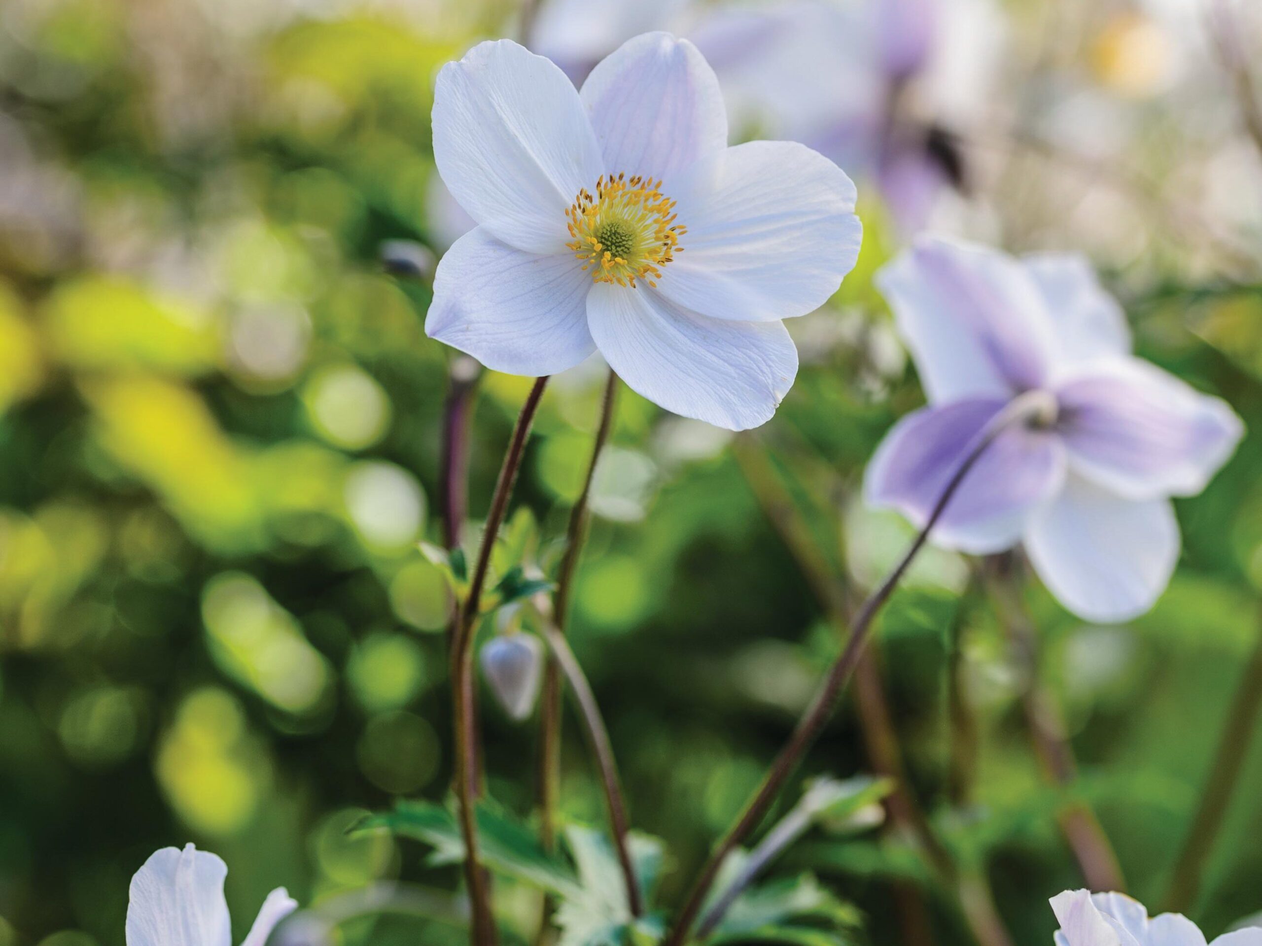 Anemone Wild Swan (= ‘Macane001’)