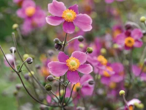 Anemone hupehensis ‘Hadspen Abundance’ Anemone hupehensis ‘Hadspen Abundance’