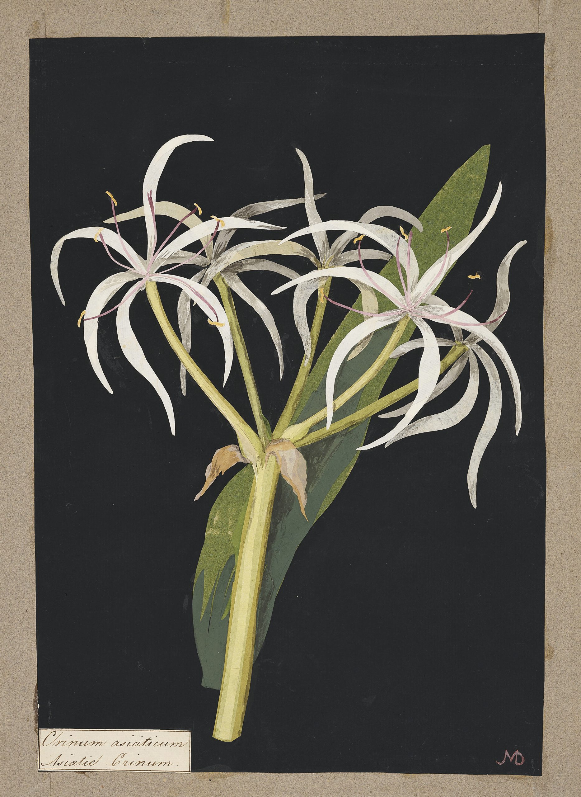 Mary Delany, Crinum Asiaticum, 1780.