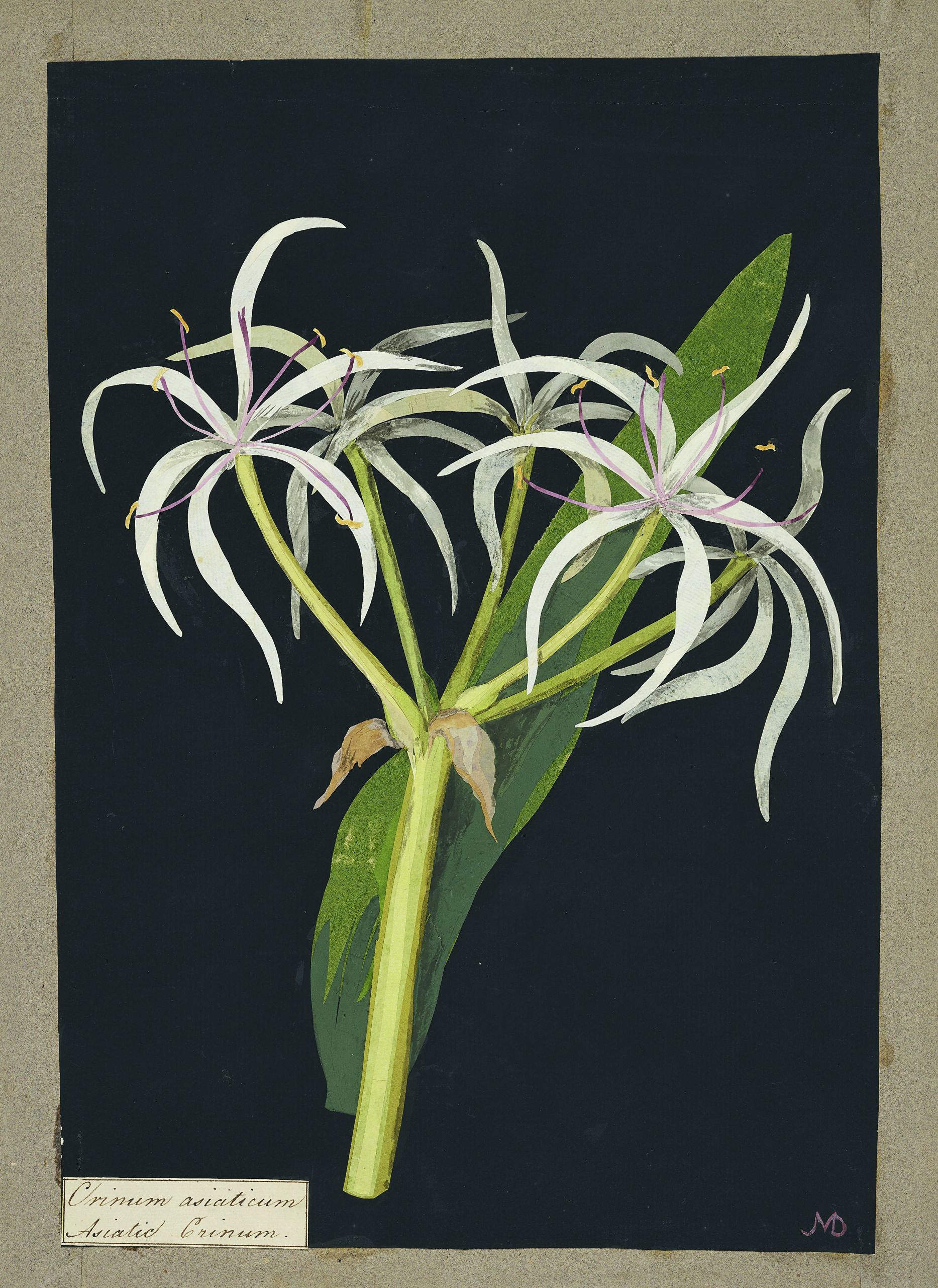Mary Delany, Crinum Asiaticum, 1780.