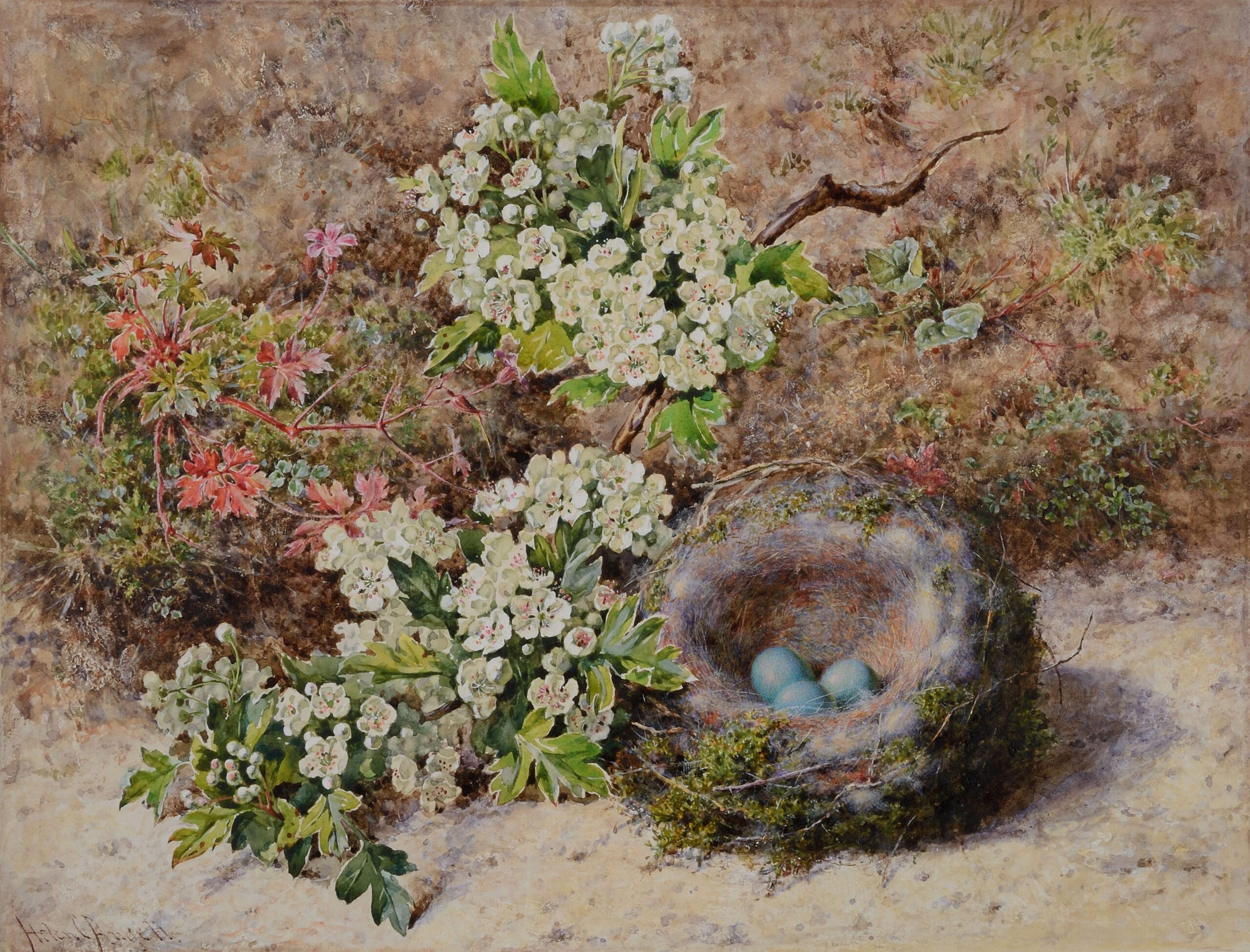 Helen Cordelia Andell Hedge Sparrow's Nest and Hawthorn 