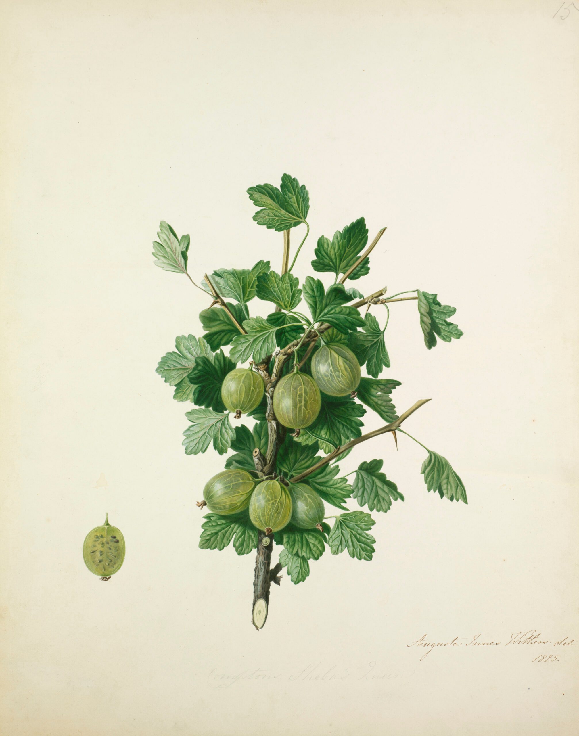 Augusta Innes Withers, Compton’s Sheba’s Queen [Gooseberries], 1825. © Courtesy the Royal Horticultural Society, Lindley Library