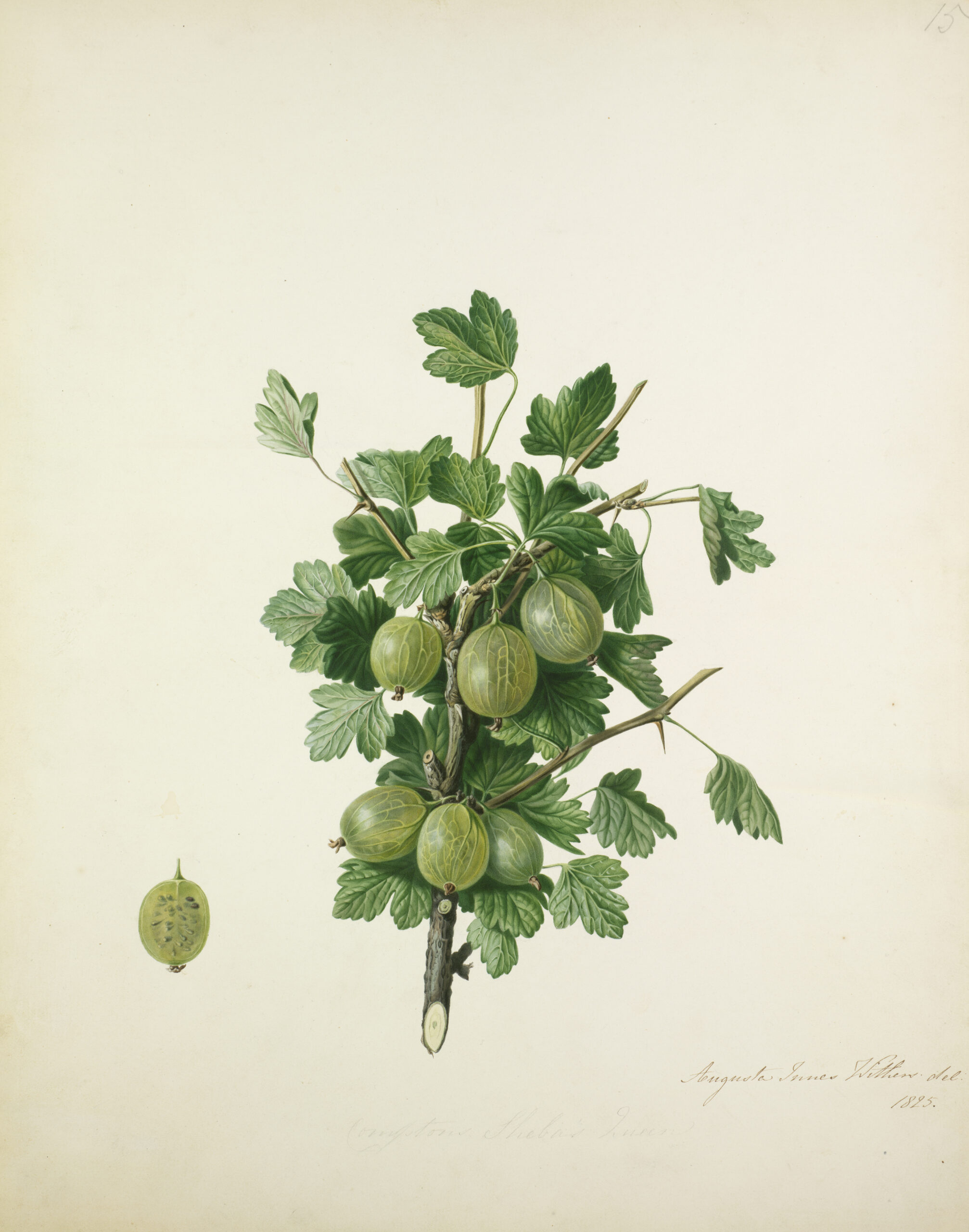 Augusta Innes Withers, Compton’s Sheba’s Queen [Gooseberries], 1825. © Courtesy the Royal Horticultural Society, Lindley Library