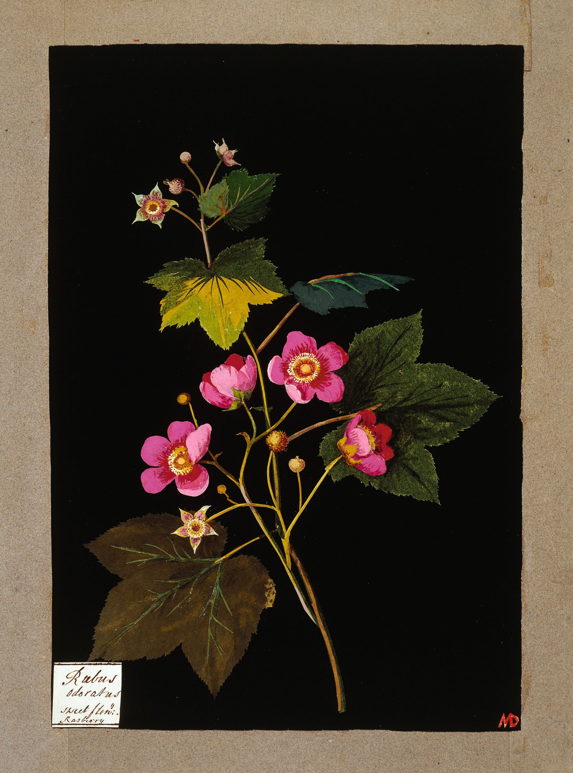 Mary Delany, Rubus Odoratus, 1772-82