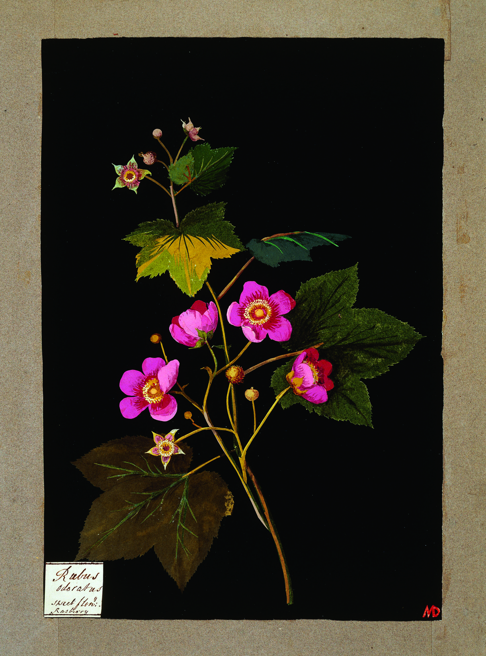 Mary Delany, Rubus Odoratus, 1772-82