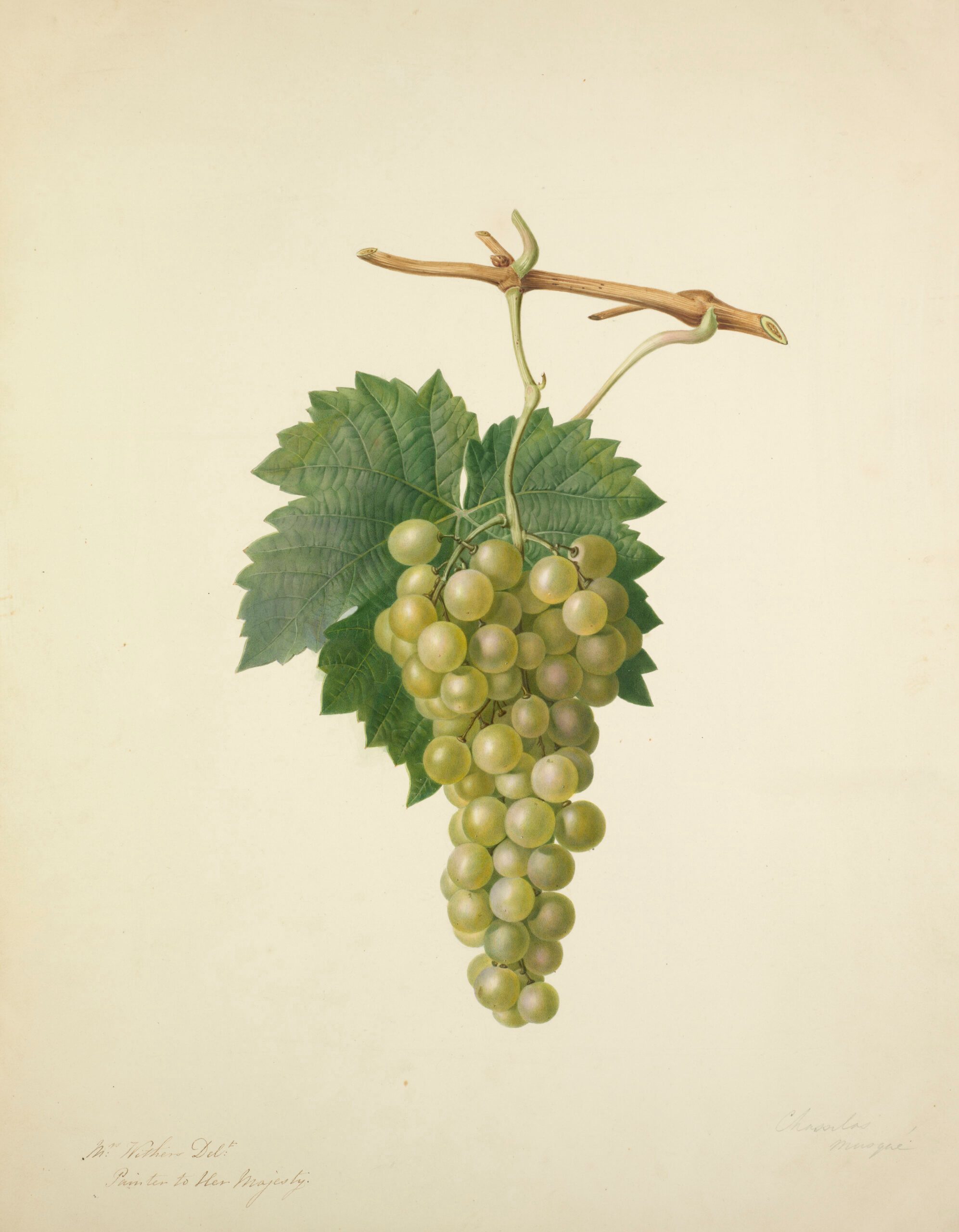Augusta Innes Withers, Gooseberry Compton’s Sheba’s Queen, 1825. © Courtesy the Royal Horticultural Society, Lindley Library