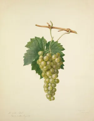 Augusta Innes Withers, Gooseberry Compton’s Sheba’s Queen, 1825. © Courtesy the Royal Horticultural Society, Lindley Library Augusta Innes Withers, Gooseberry Compton’s Sheba’s Queen, 1825. © Courtesy the Royal Horticultural Society, Lindley Library