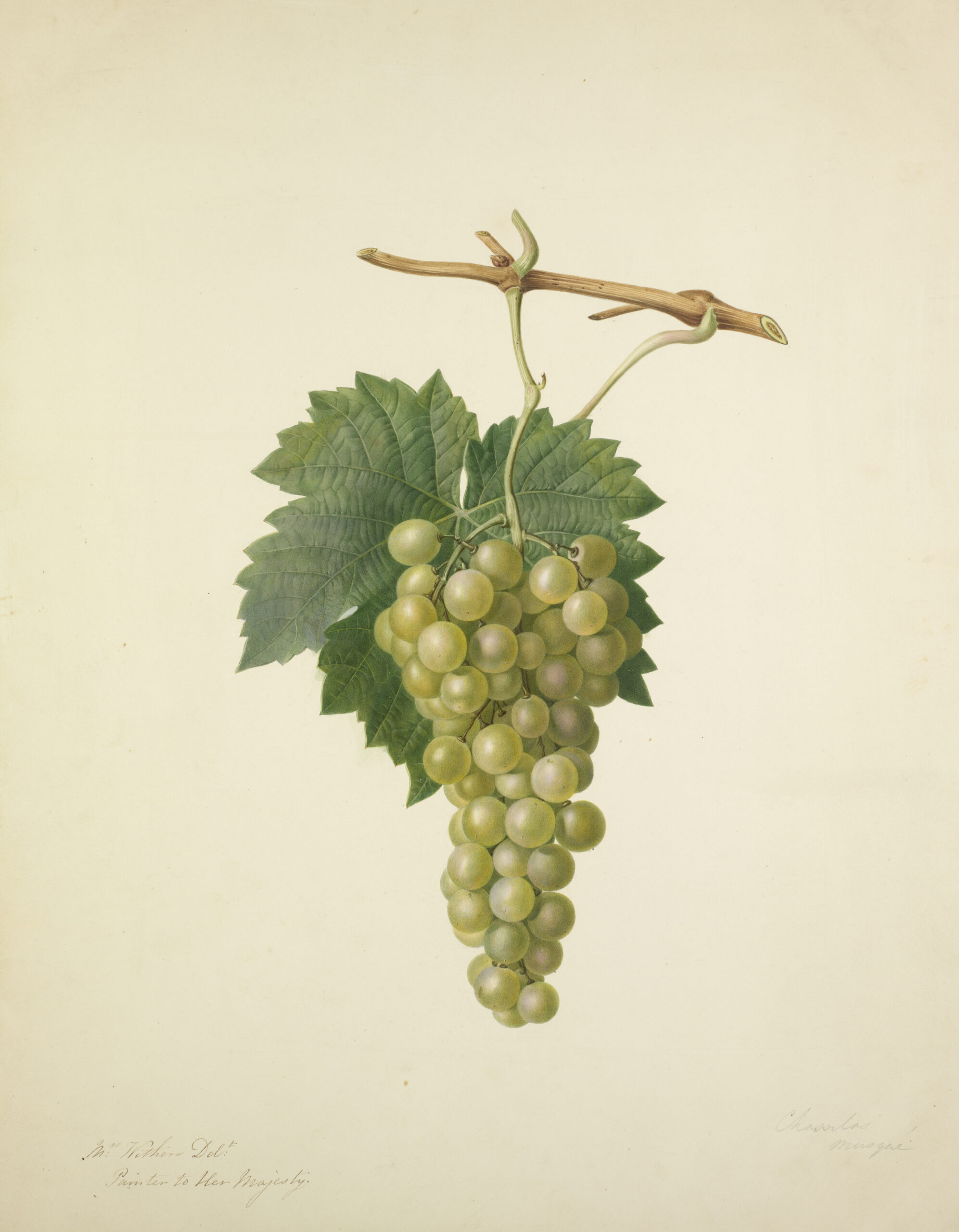 Augusta Innes Withers, Gooseberry Compton’s Sheba’s Queen, 1825. © Courtesy the Royal Horticultural Society, Lindley Library