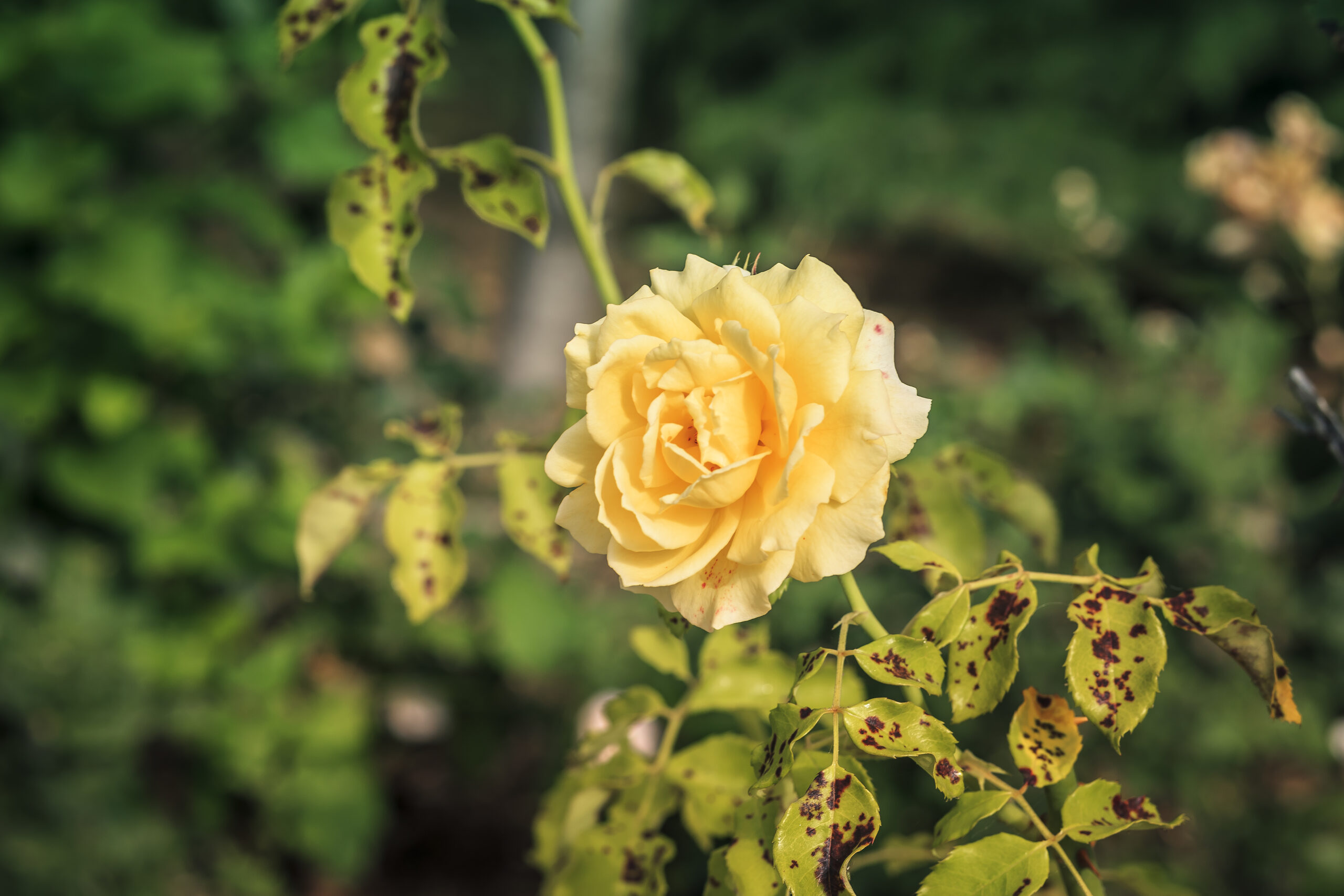 Beautiful yellow rose in rose bush affected by Diplocarpon rosea or Black spot disease