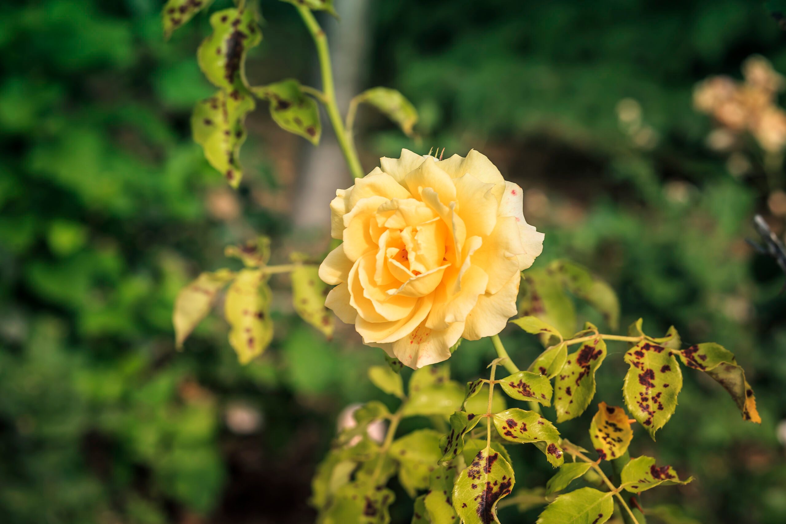 Beautiful yellow rose in rose bush affected by Diplocarpon rosea or Black spot disease