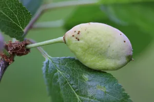 Pocket plum Taphrina pruni diseased misshapen plum fruit. Pocket plum Taphrina pruni diseased misshapen plum fruit.