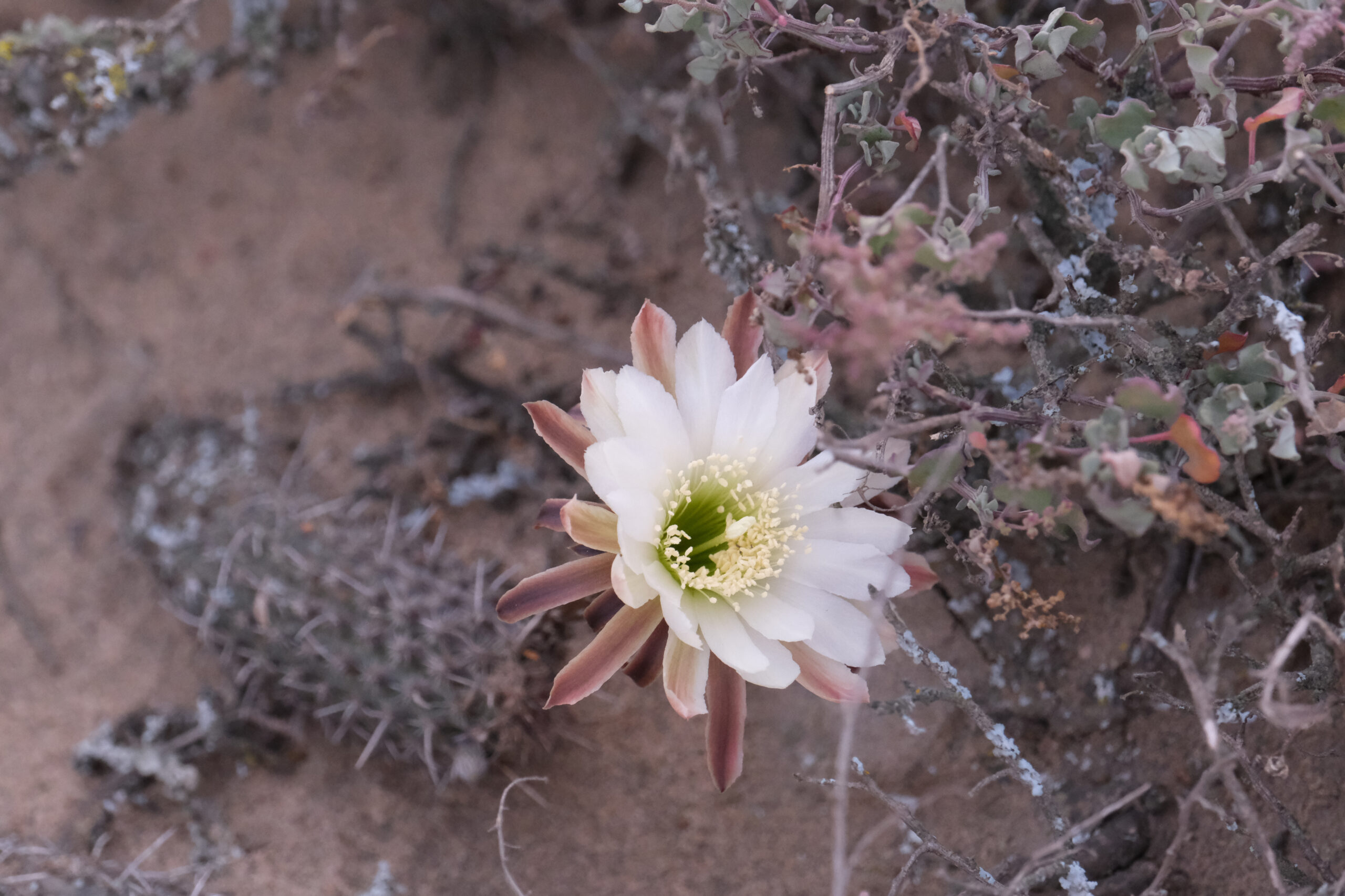 Plant in the Peruvian desert © Oliver Whaley
