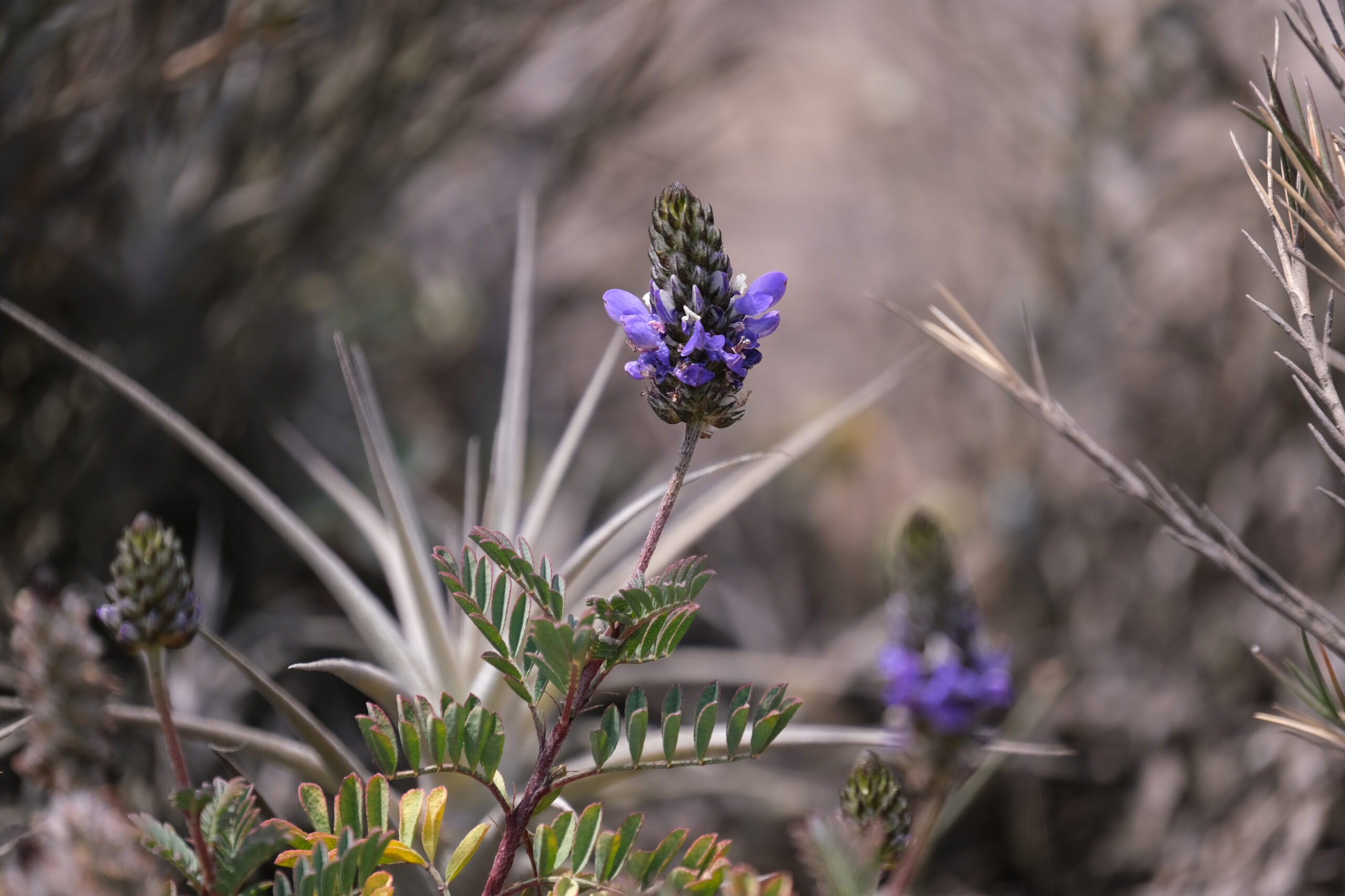 Plant in the Peruvian desert © Oliver Whaley