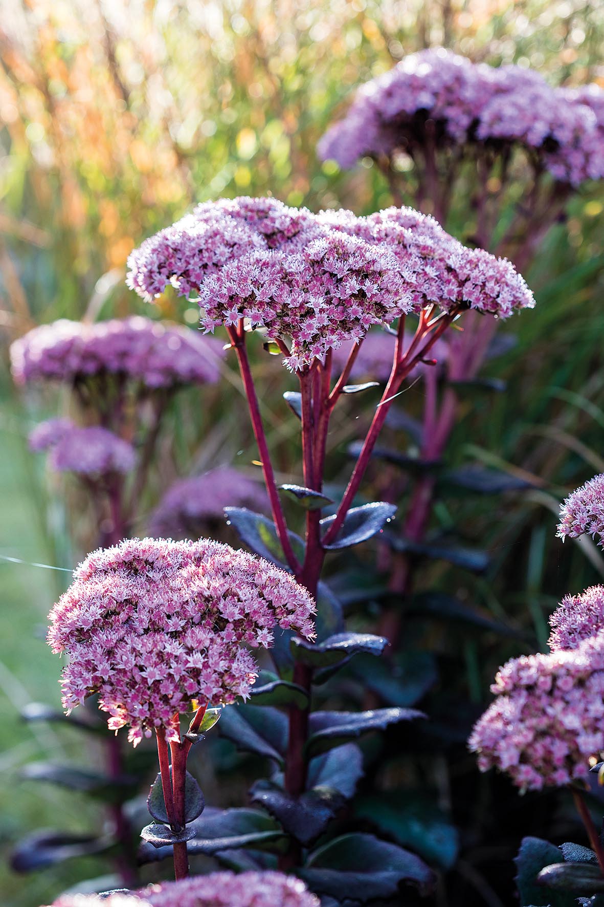 Emma Burrill's garden in East Sussex