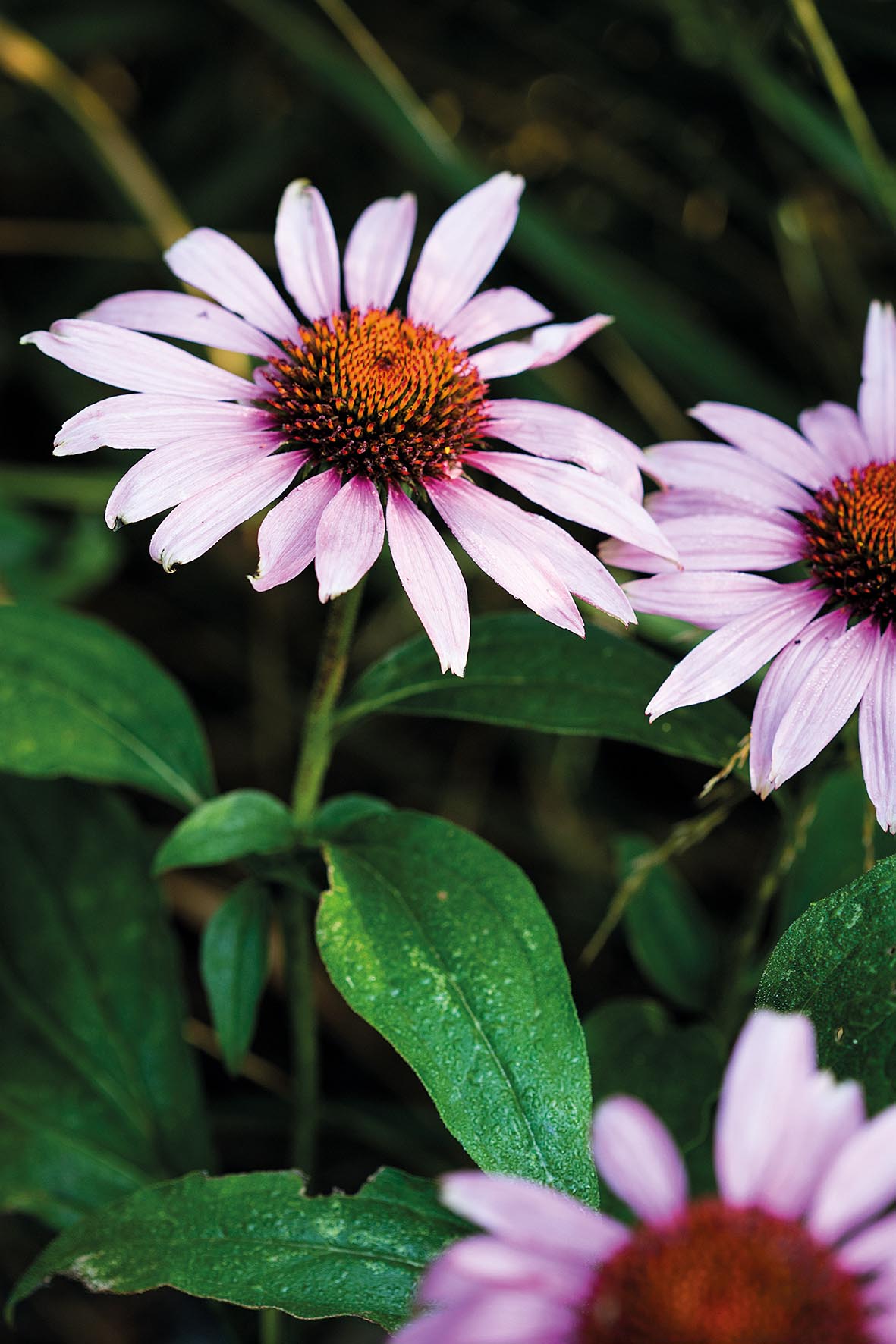 Emma Burrill's garden in East Sussex