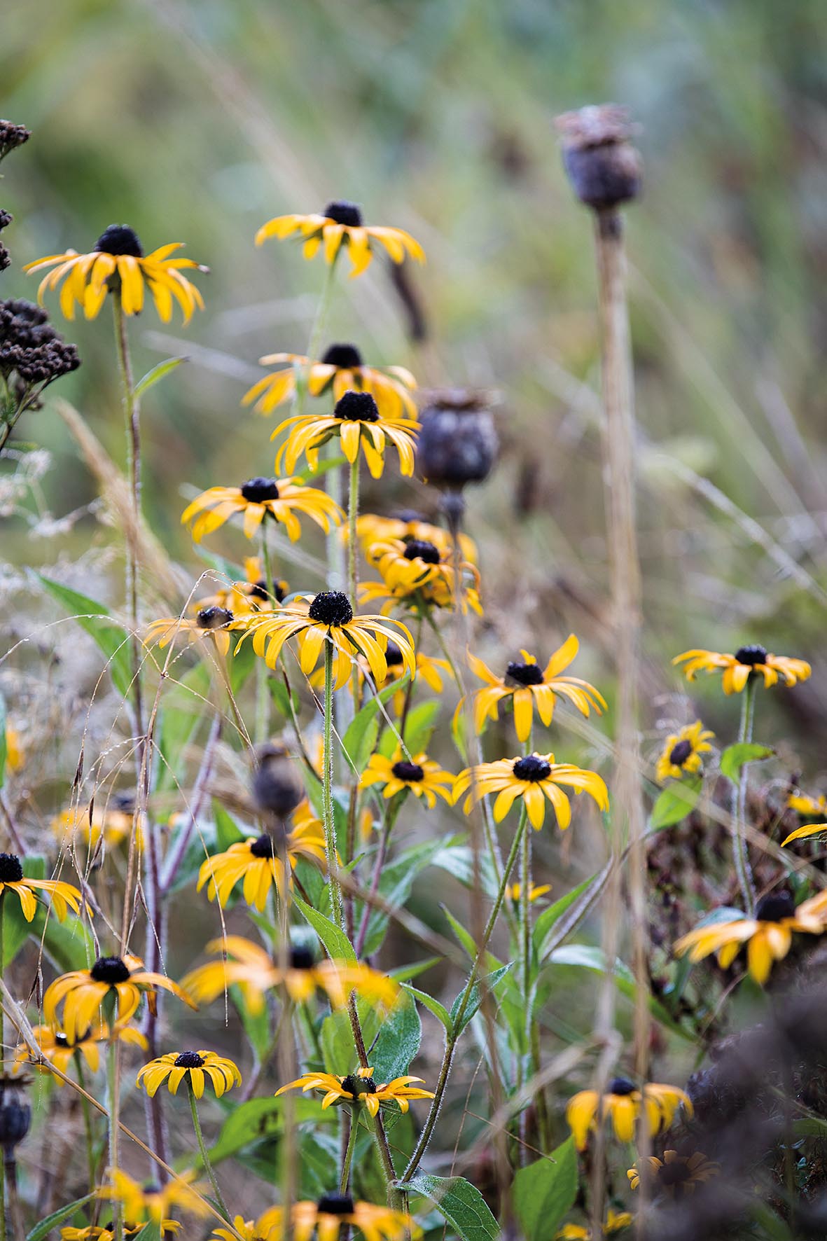 Emma Burrill's garden in East Sussex