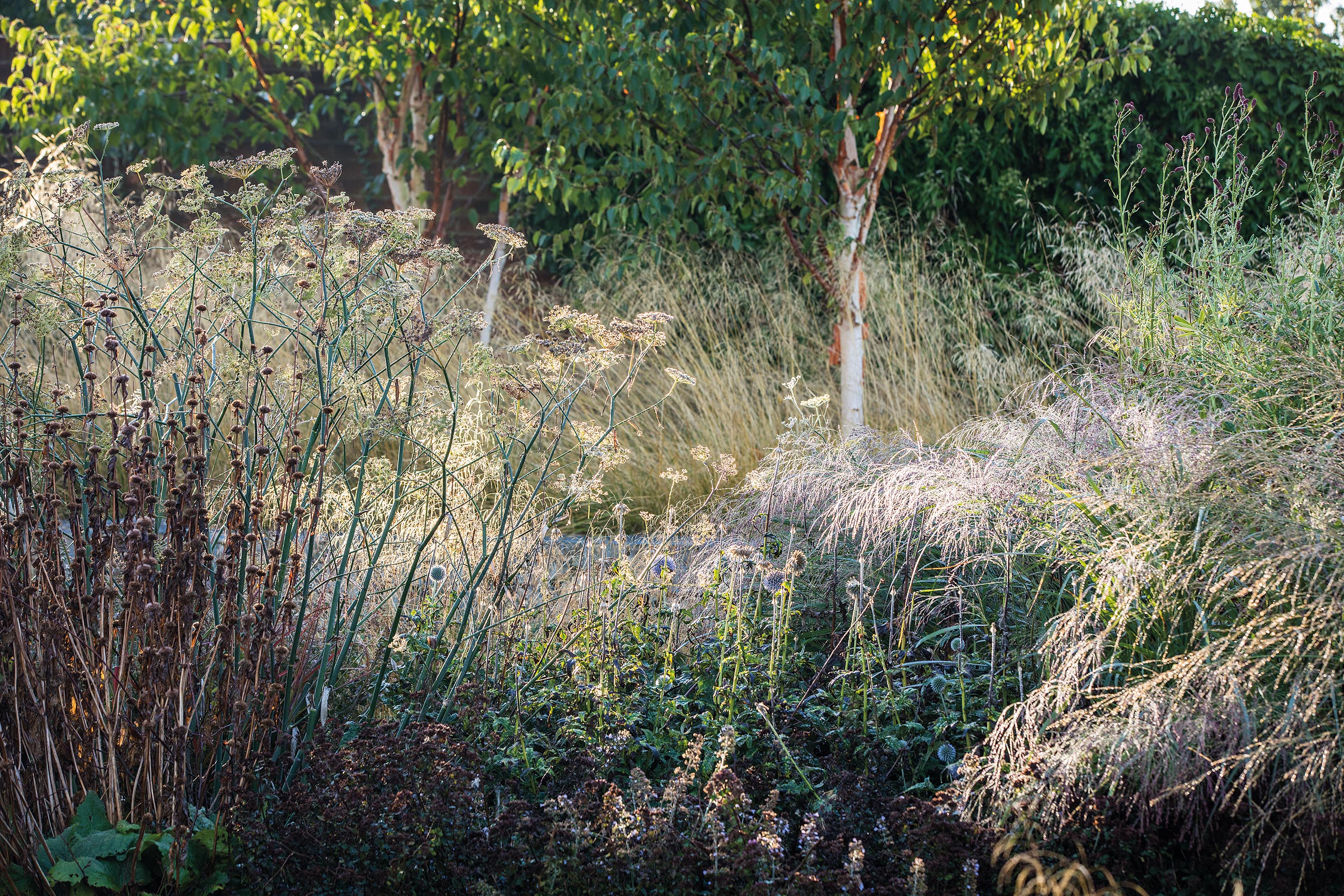 Emma Burrill's garden in East Sussex
