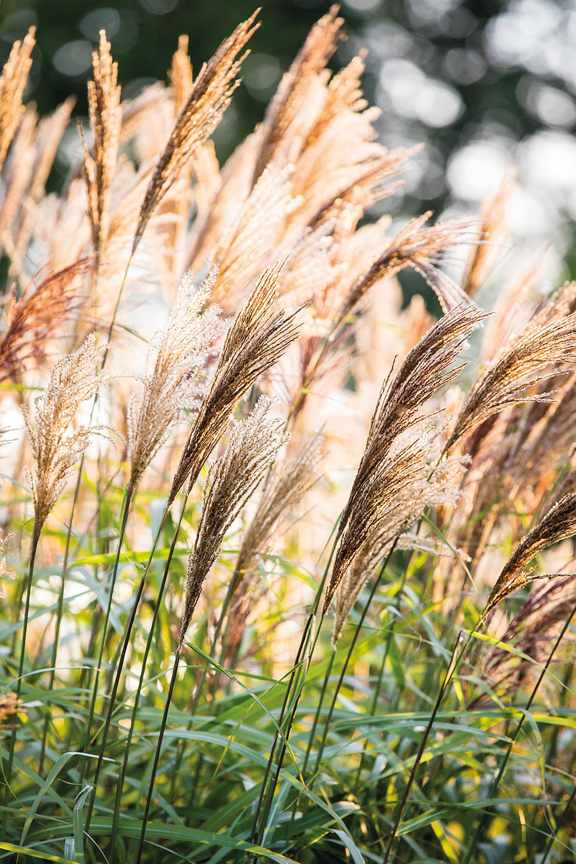 Emma Burrill's garden in East Sussex