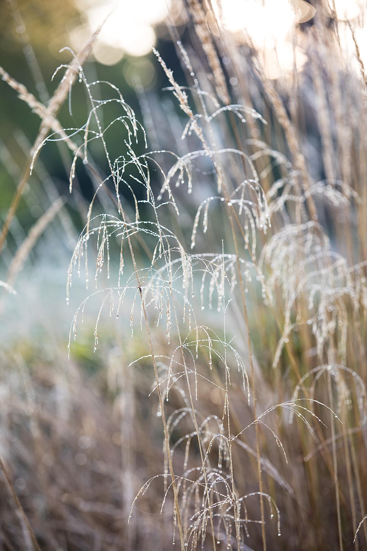 Emma Burrill's garden in East Sussex