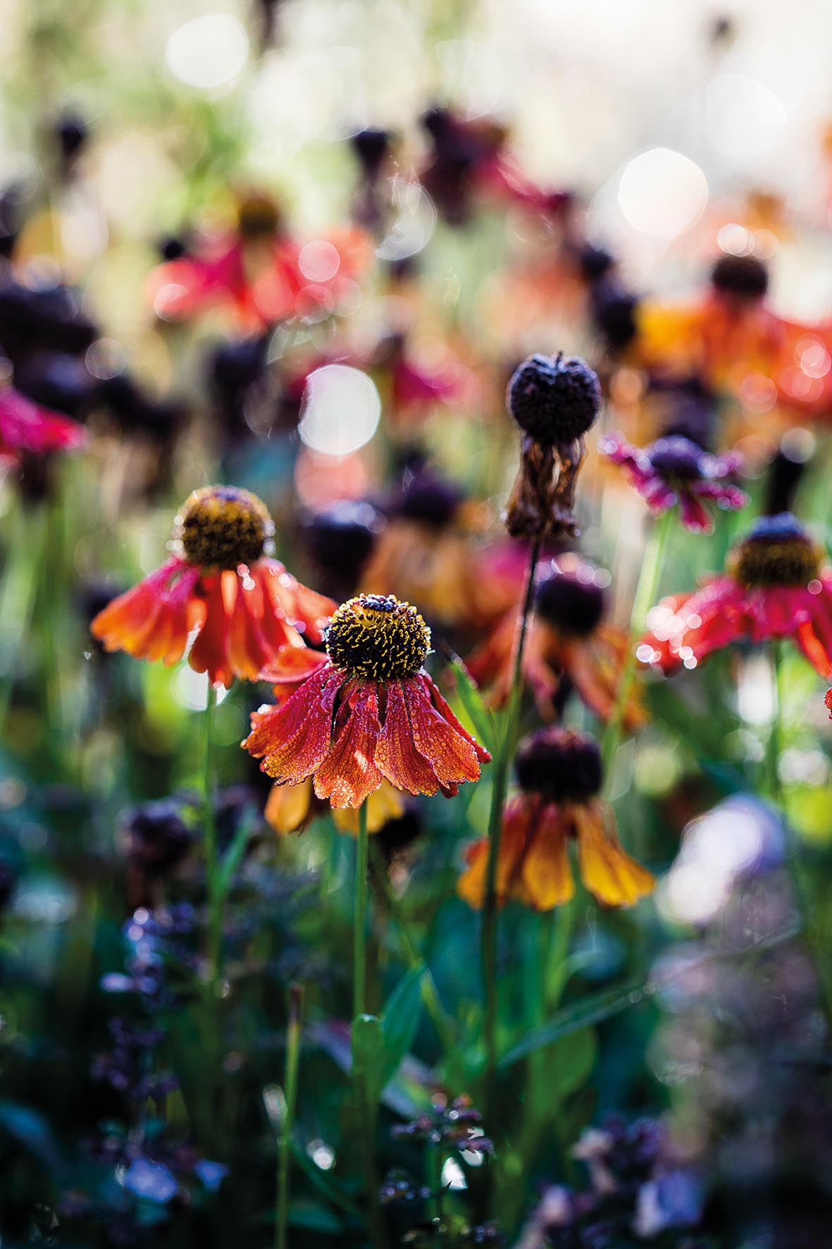 Emma Burrill's garden in East Sussex