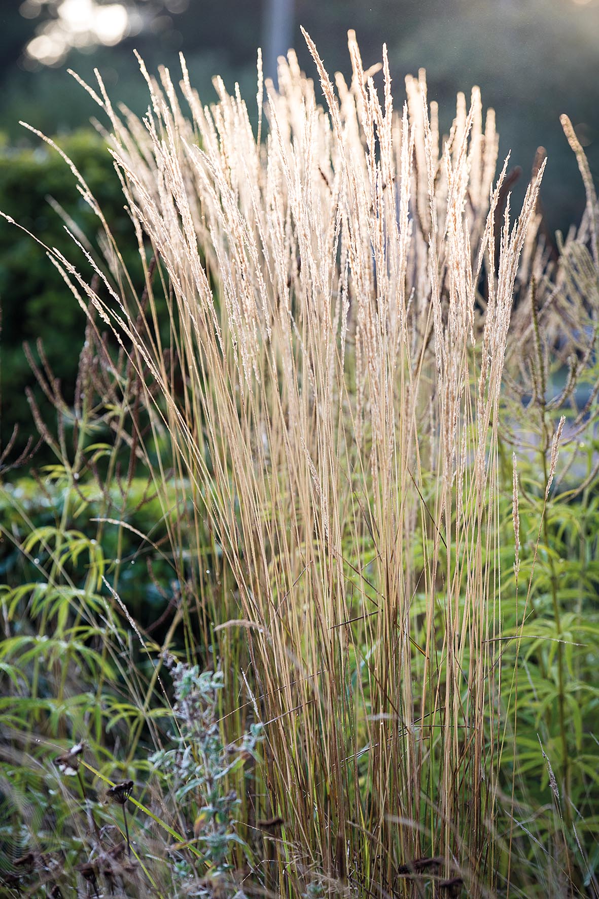 Emma Burrill's garden in East Sussex