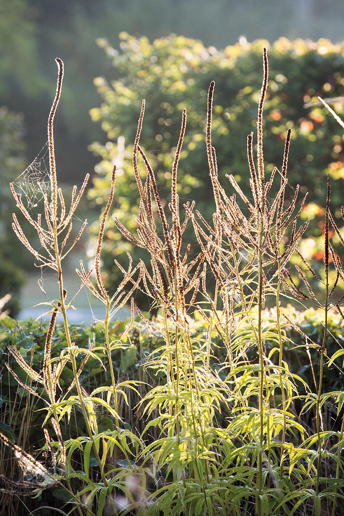 Emma Burrill's garden in East Sussex