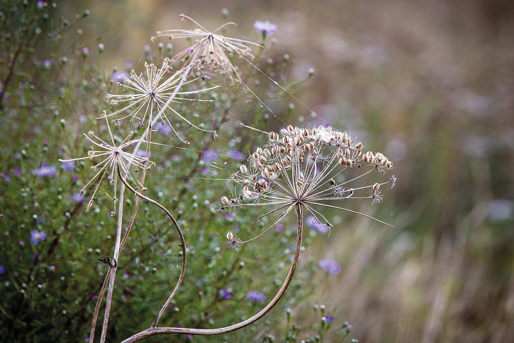 Emma Burrill's garden in East Sussex