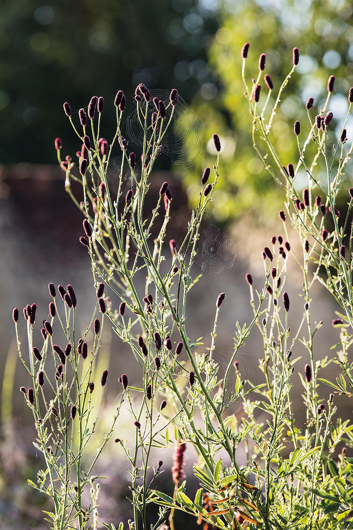 Emma Burrill's garden in East Sussex