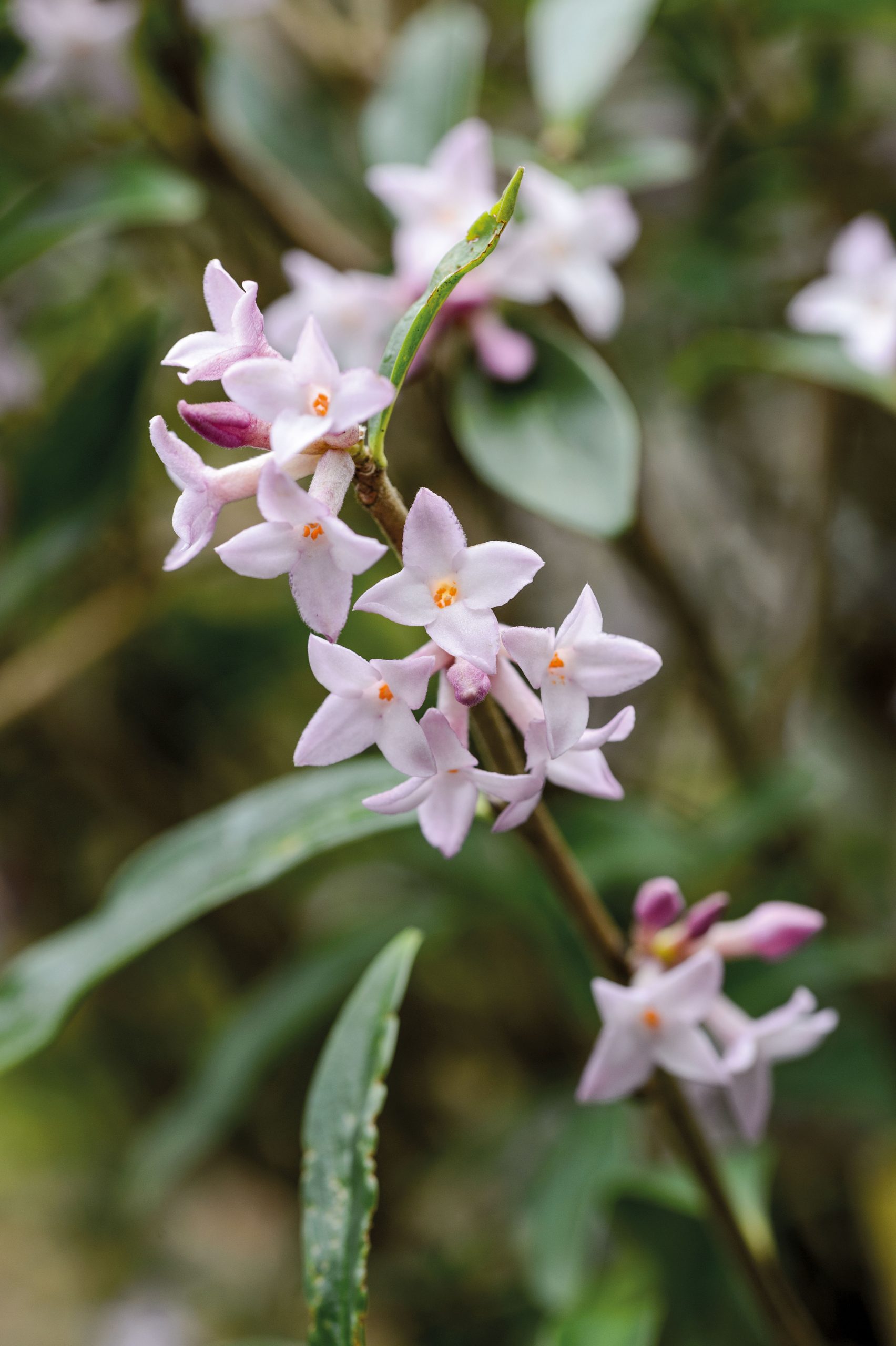 Daphne ‘Spring Beauty’
