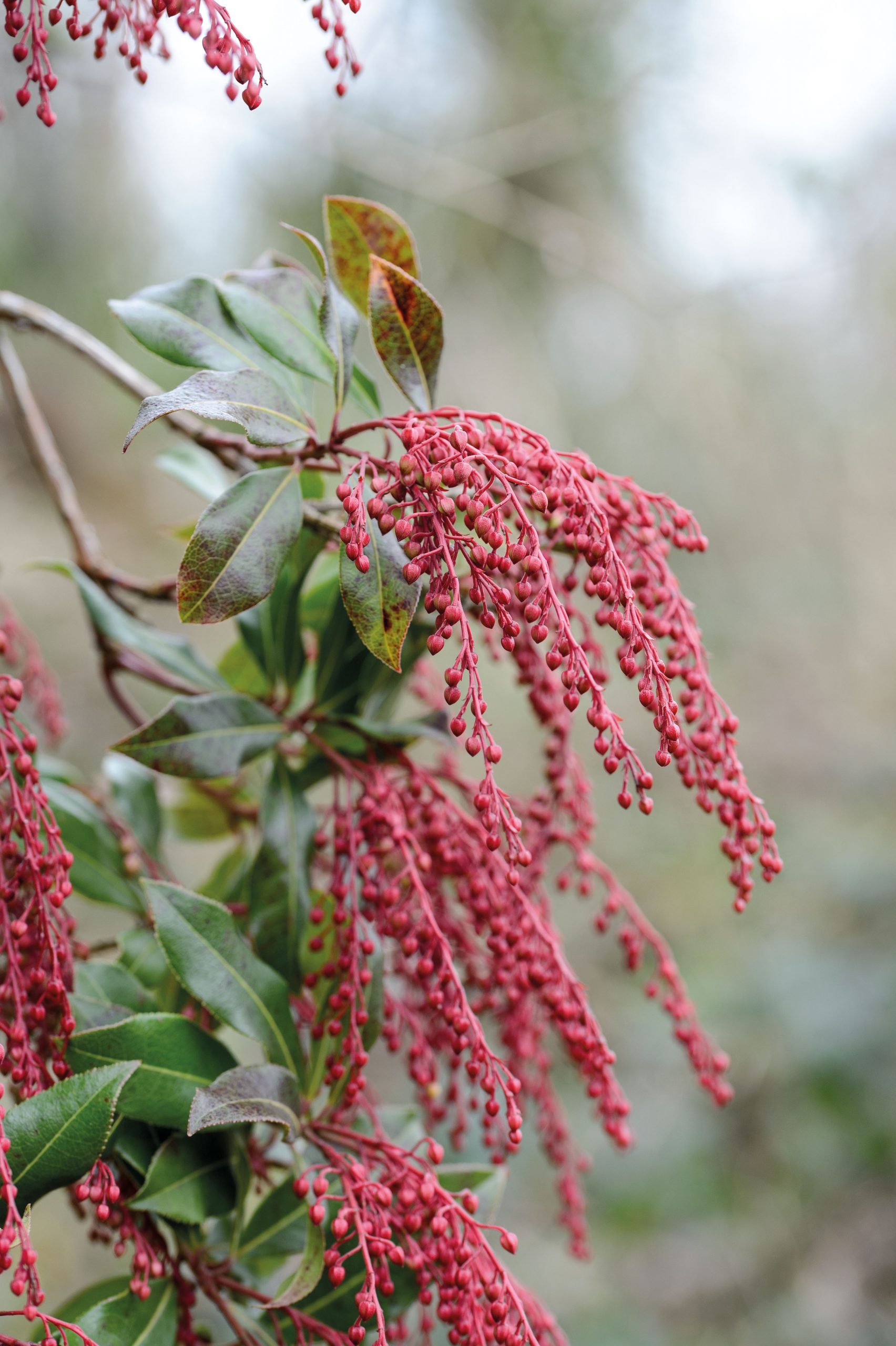 Pieris formosa var. forrestii ‘Jermyns’