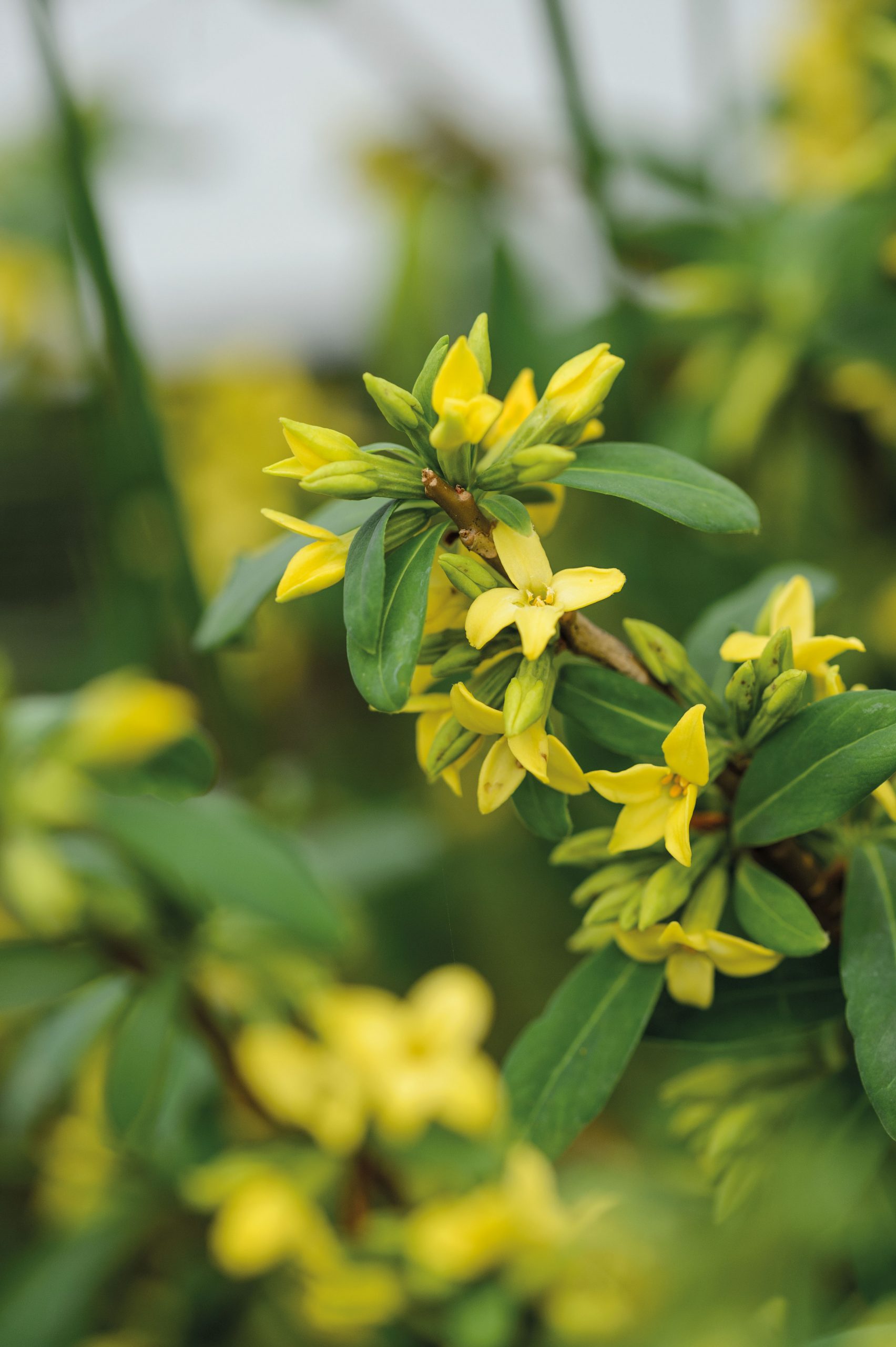 Daphne jezoensis