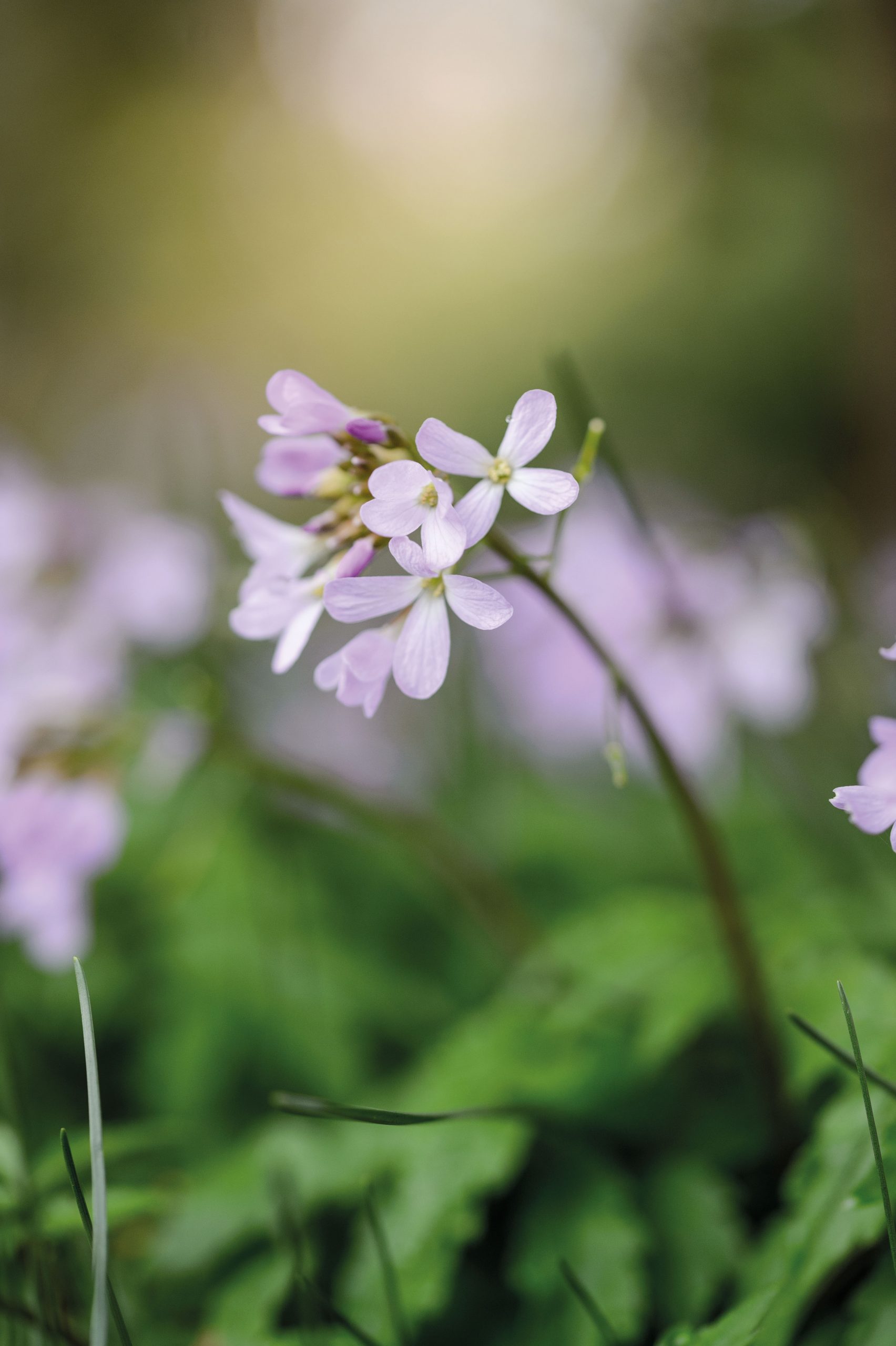Cardamine quinquefolia