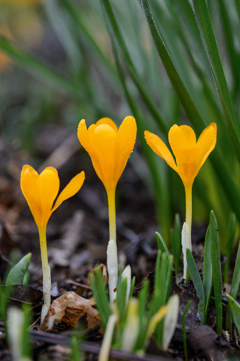 Crocus Thirkeanus