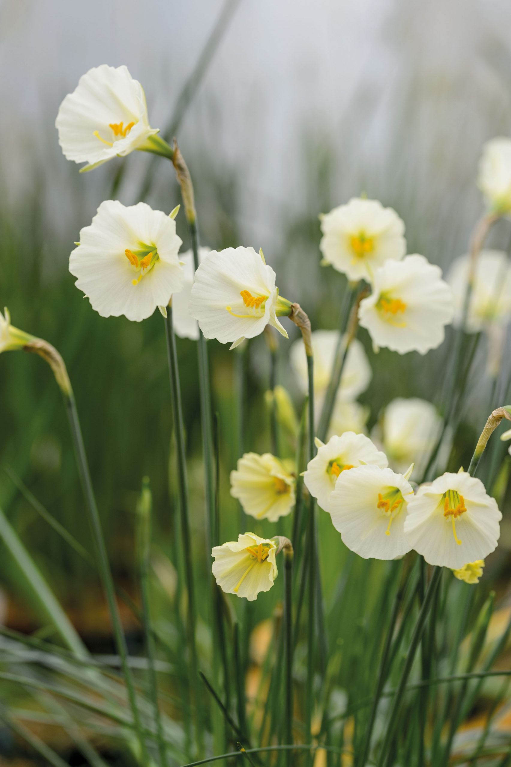 Narcissus ‘Spoirot’