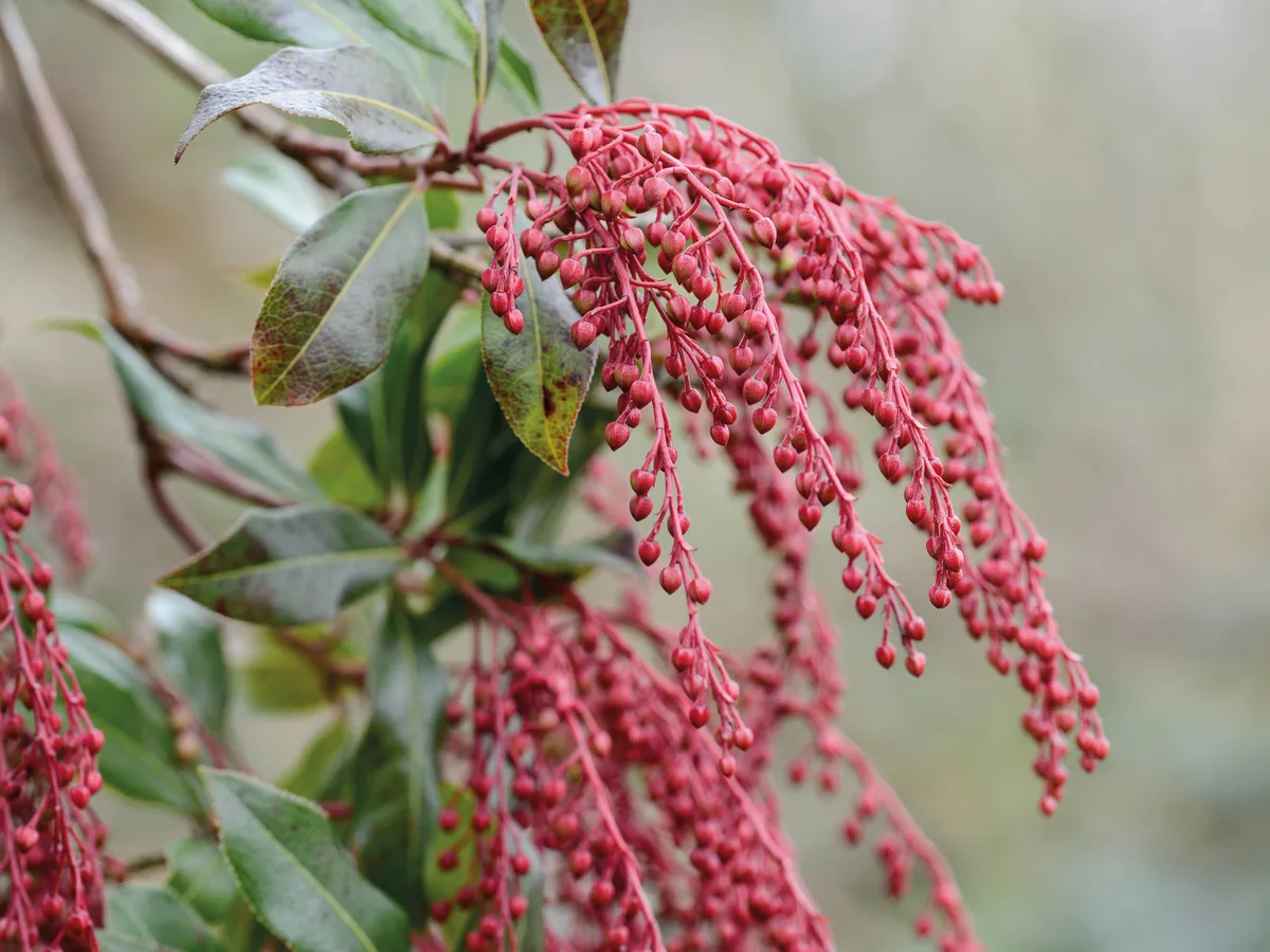 Pieris formosa var. forrestii 'Jermyns' Pieris formosa var. forrestii 'Jermyns'