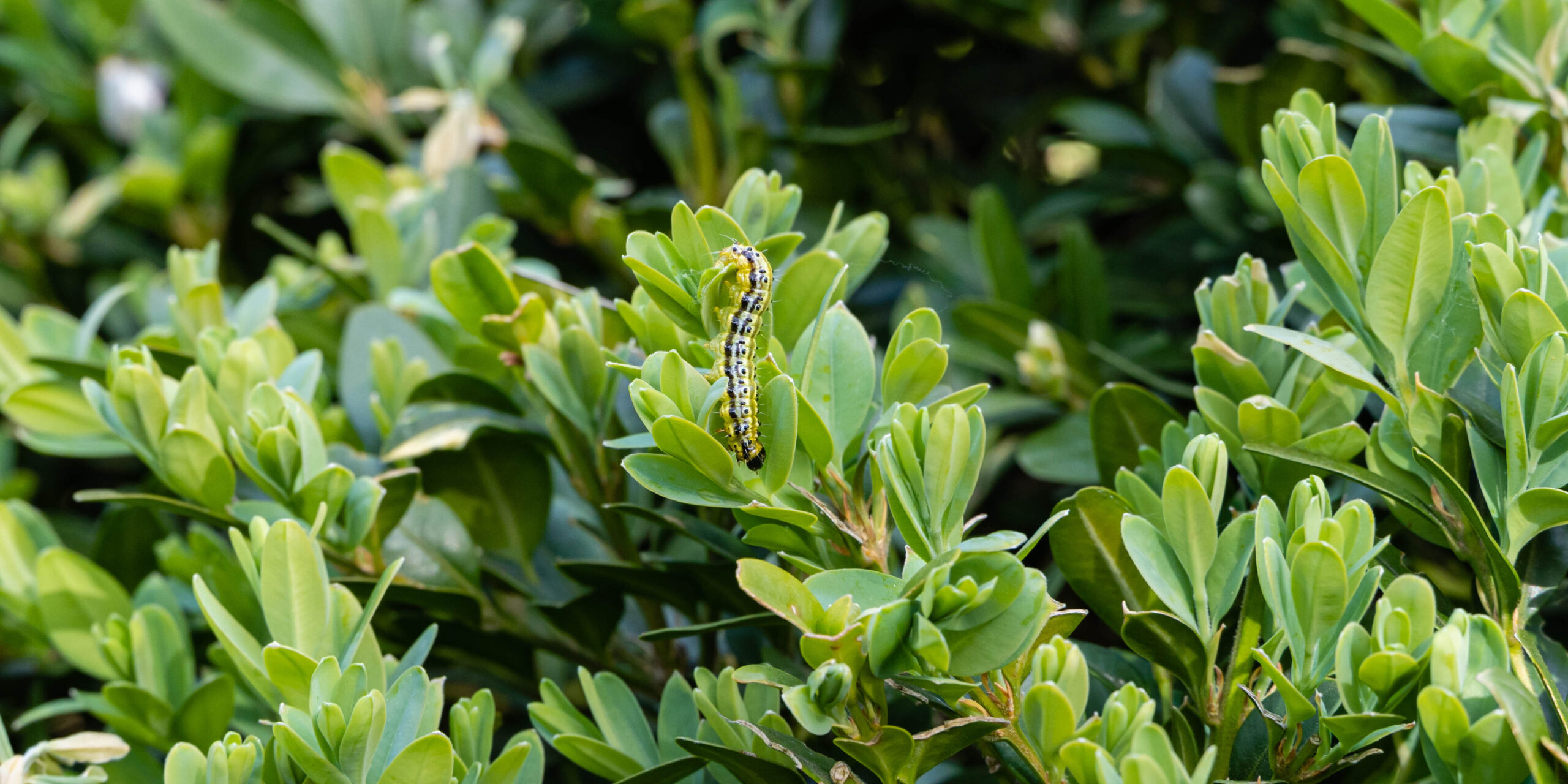 Box caterpillar