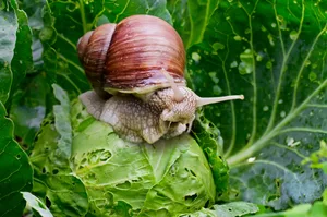 The giant snail discovered in a garden in Wales The giant snail discovered in a garden in Wales