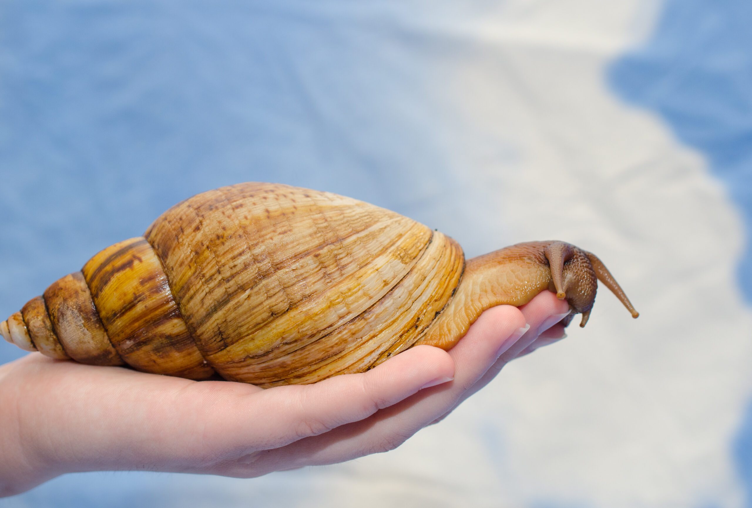 Giant African snail on a human hand