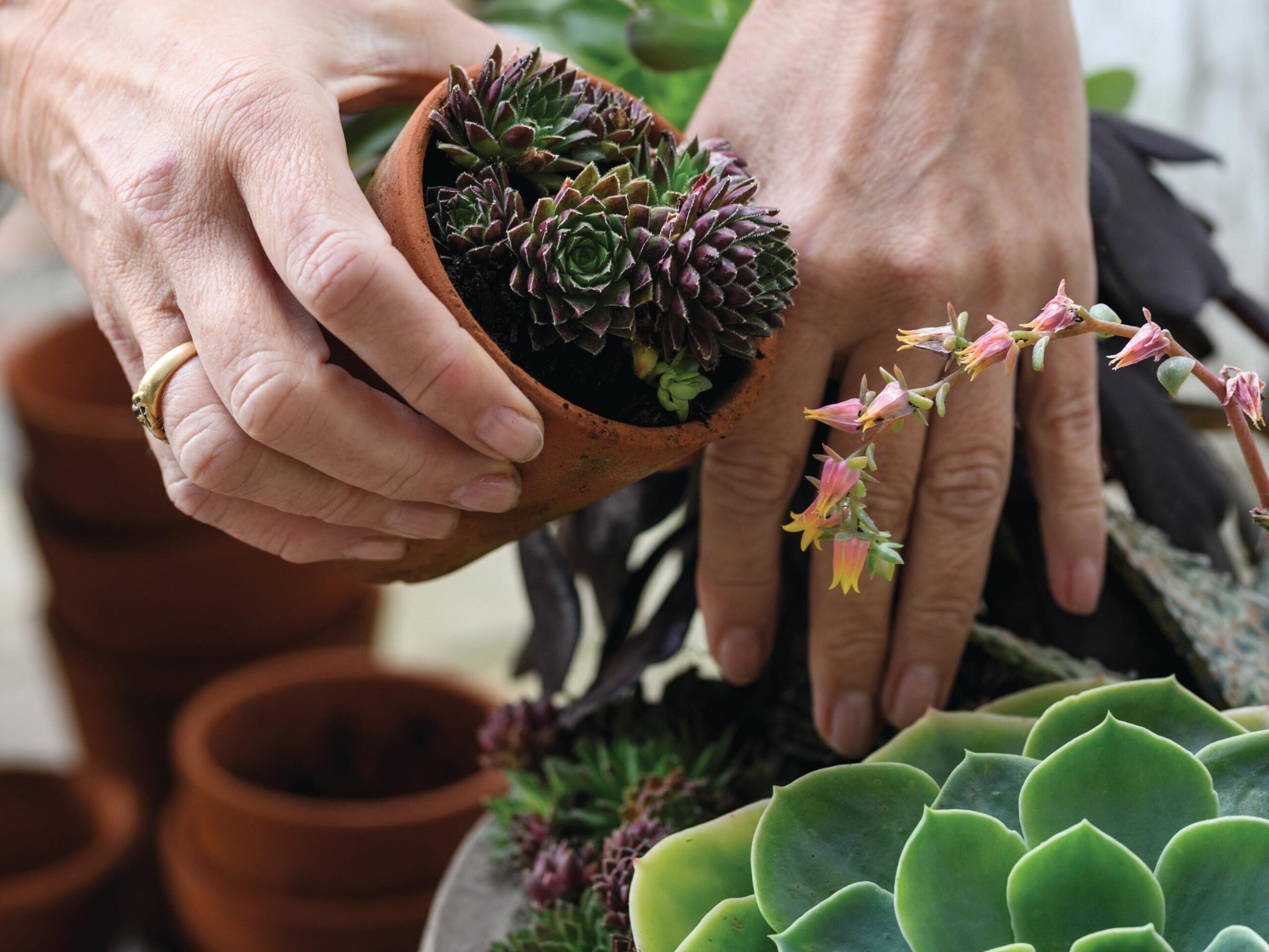 Jo Thompson's pots of style using succulents